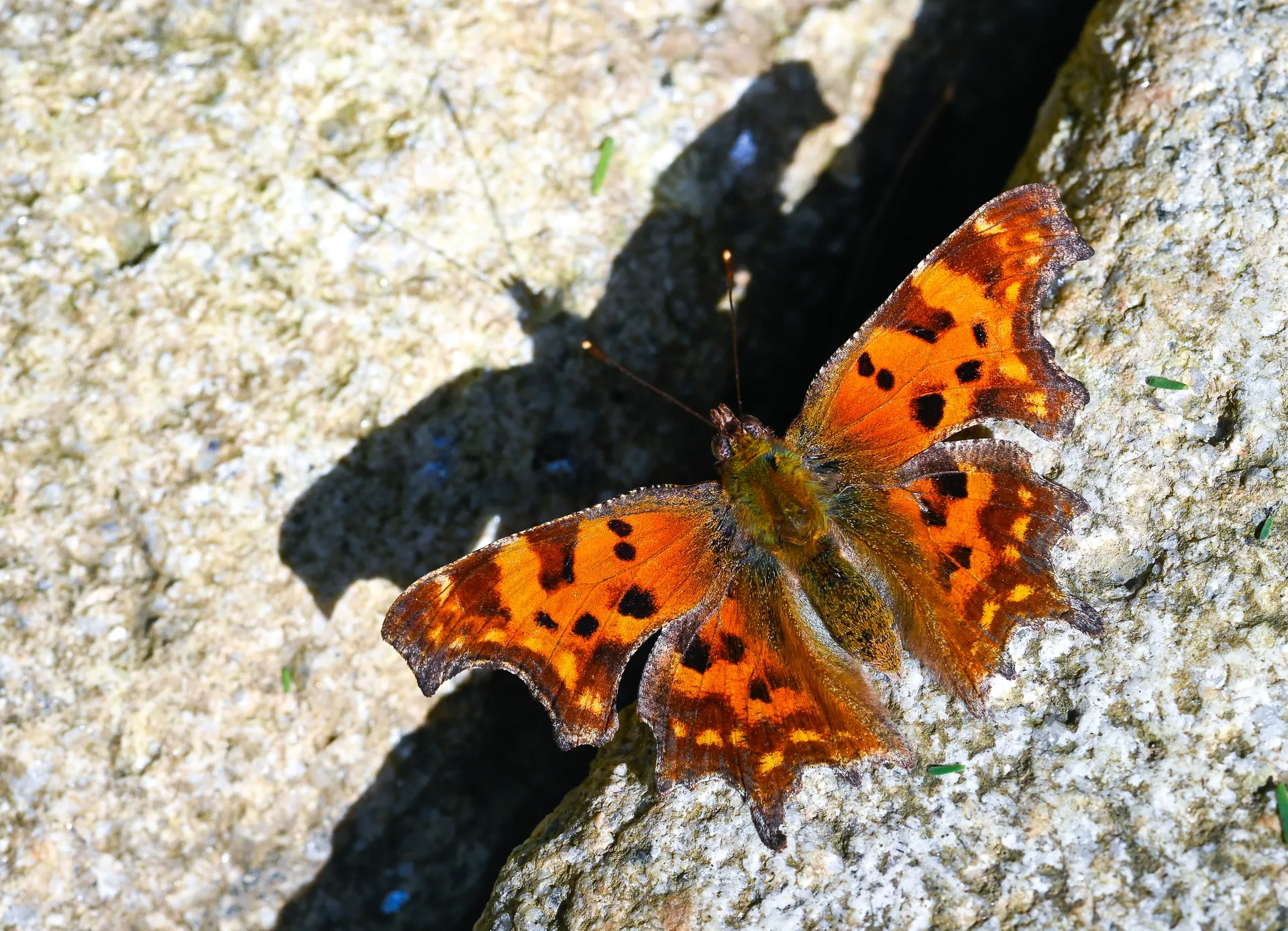 Polygonia c-album (YÄ±rtÄ±k pÄ±rtÄ±k) butterfly photo