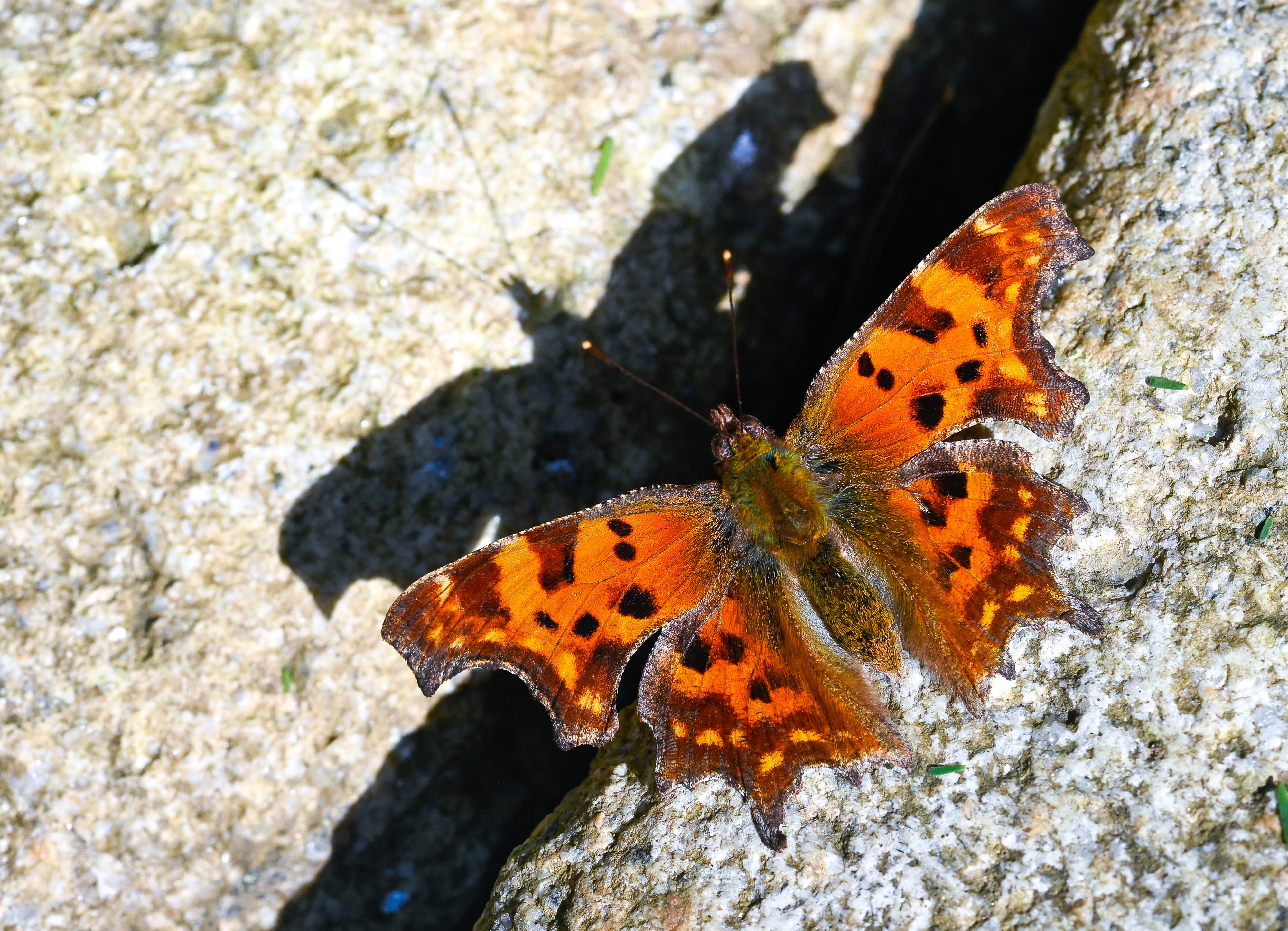 Polygonia c-album (Yırtık pırtık) butterfly photo