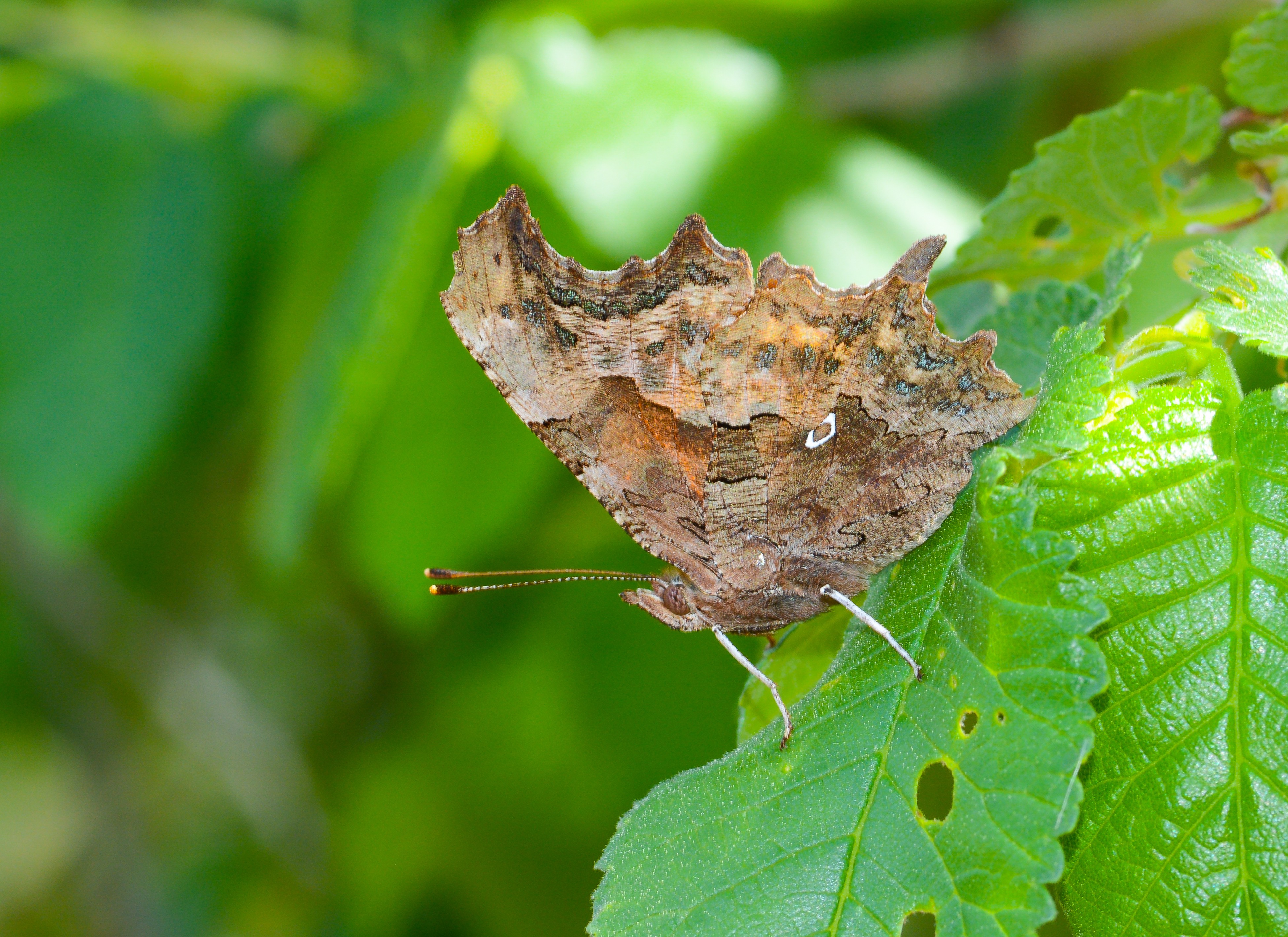 Polygonia c-album (Yırtık pırtık) butterfly photo