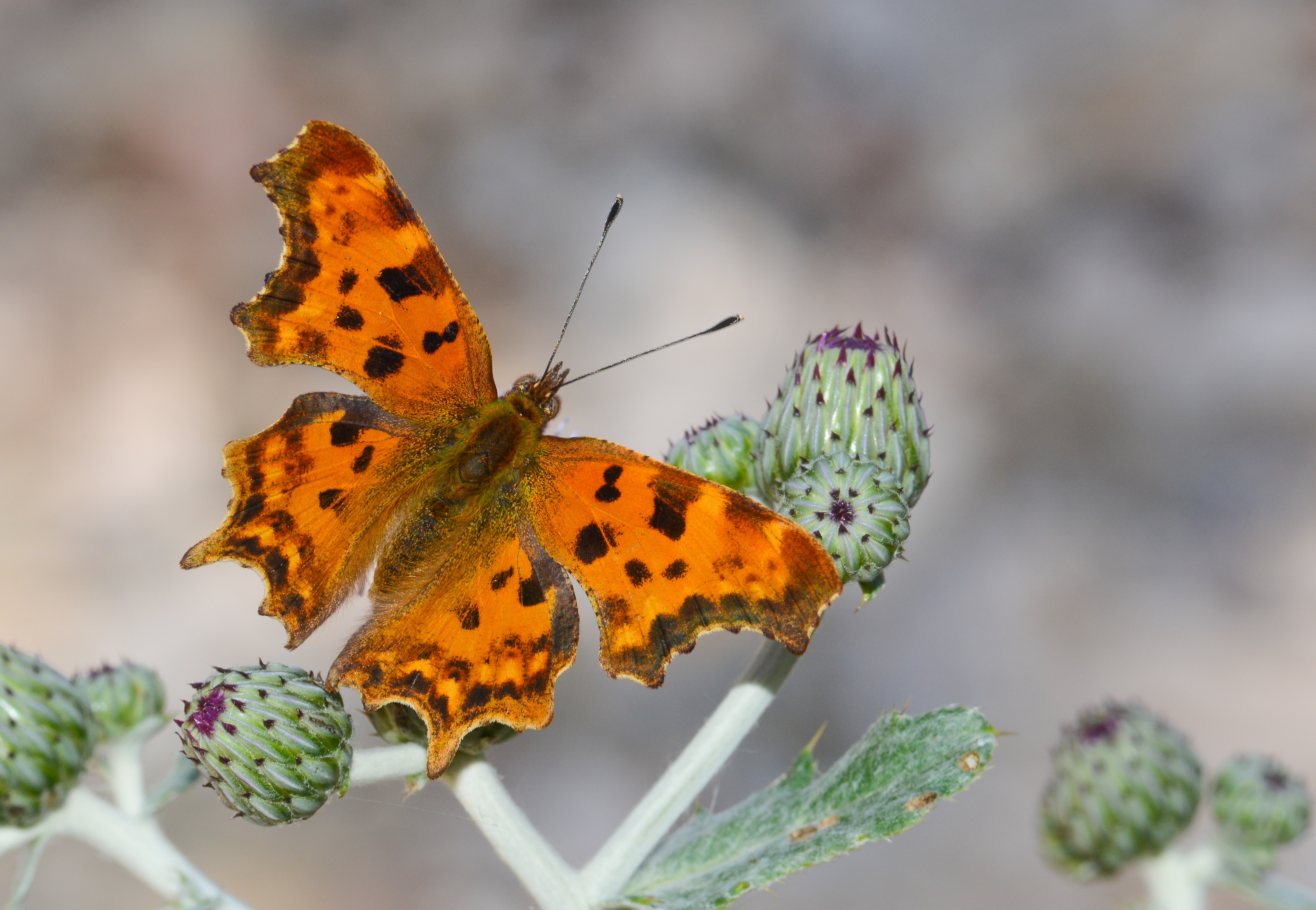 Polygonia c-album (Yırtık pırtık) butterfly photo