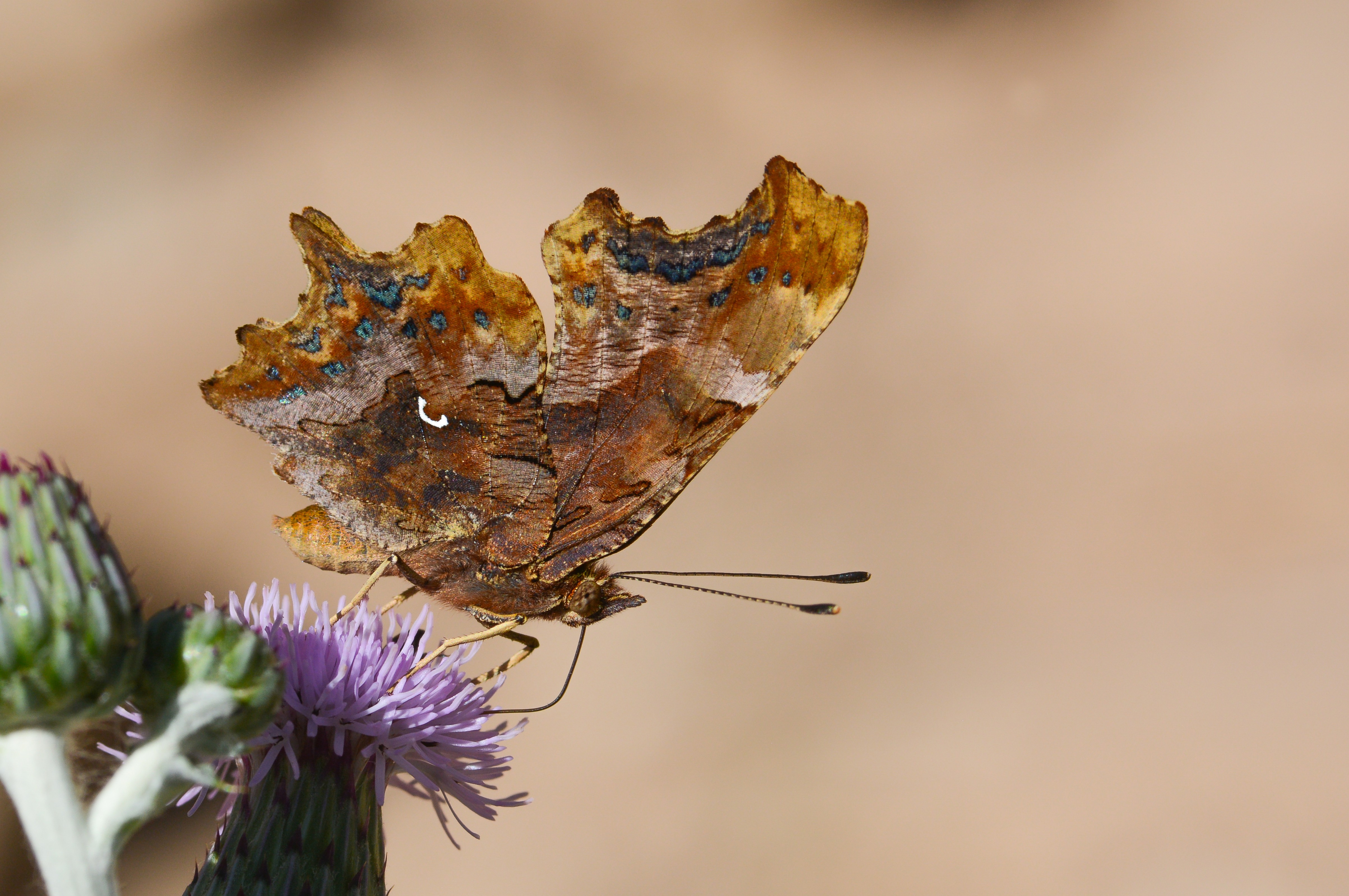 Polygonia c-album (Yırtık pırtık) butterfly photo