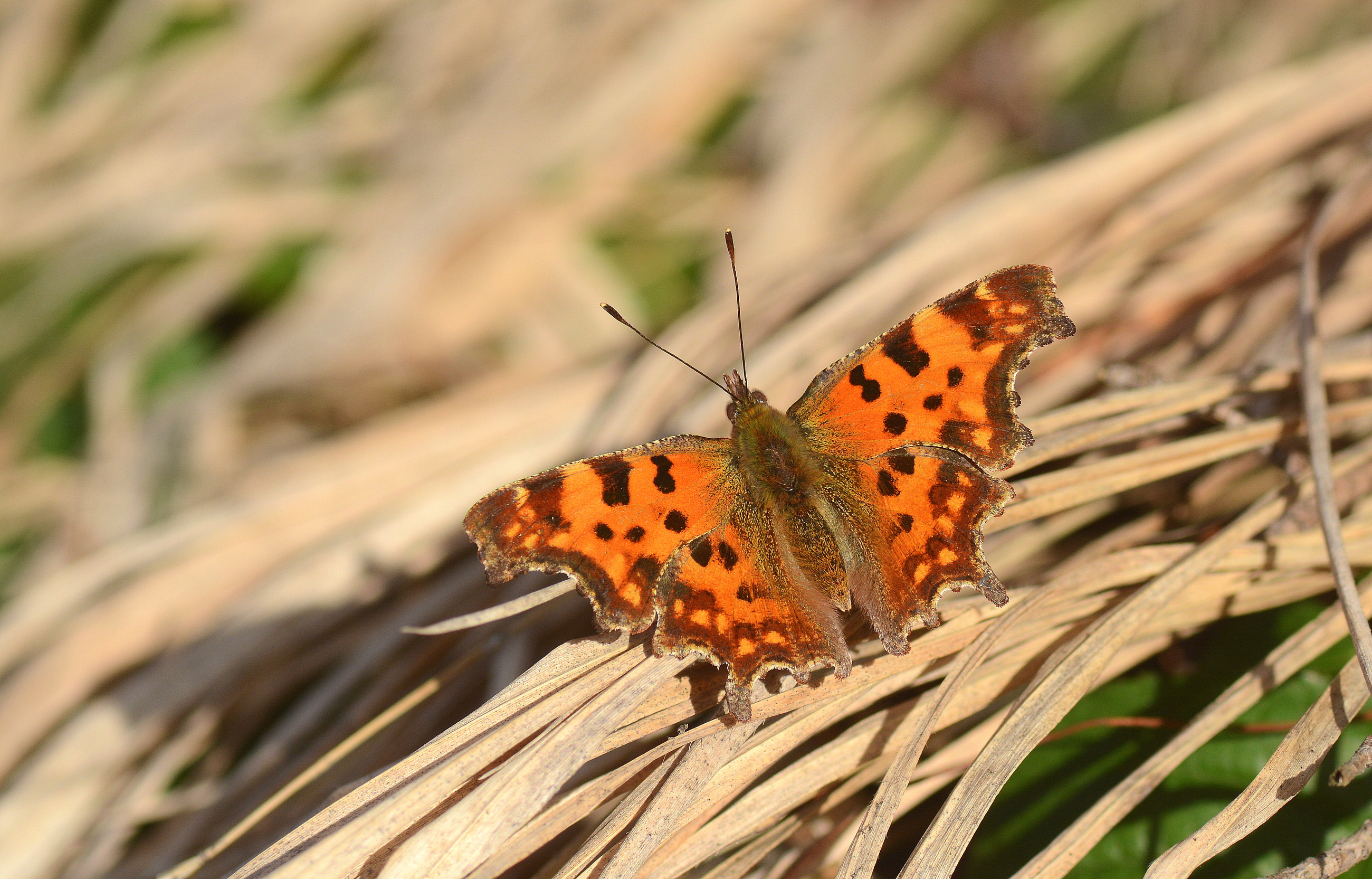 Polygonia c-album (Yırtık pırtık) butterfly photo