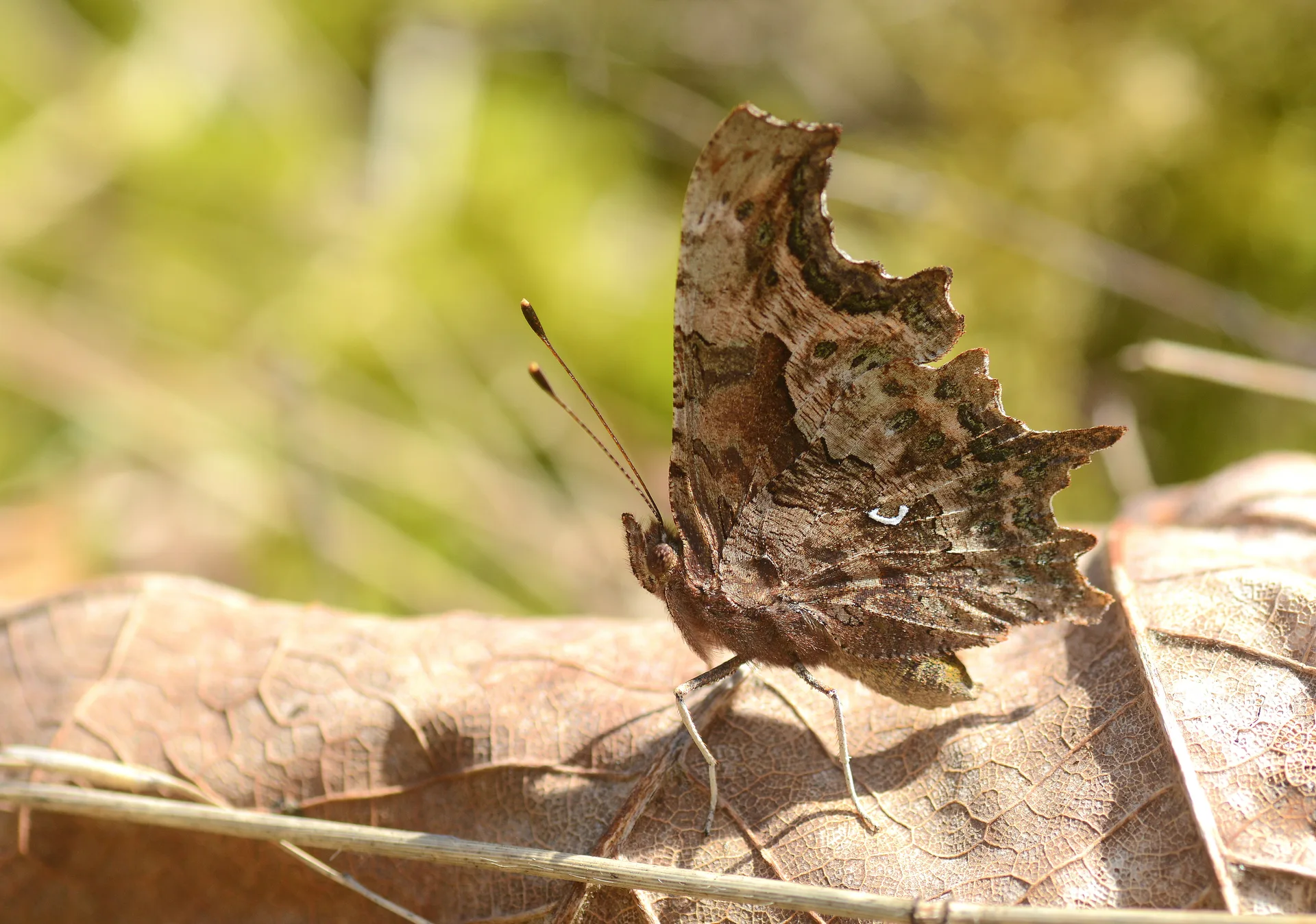 Polygonia c-album (YÄ±rtÄ±k pÄ±rtÄ±k) butterfly photo