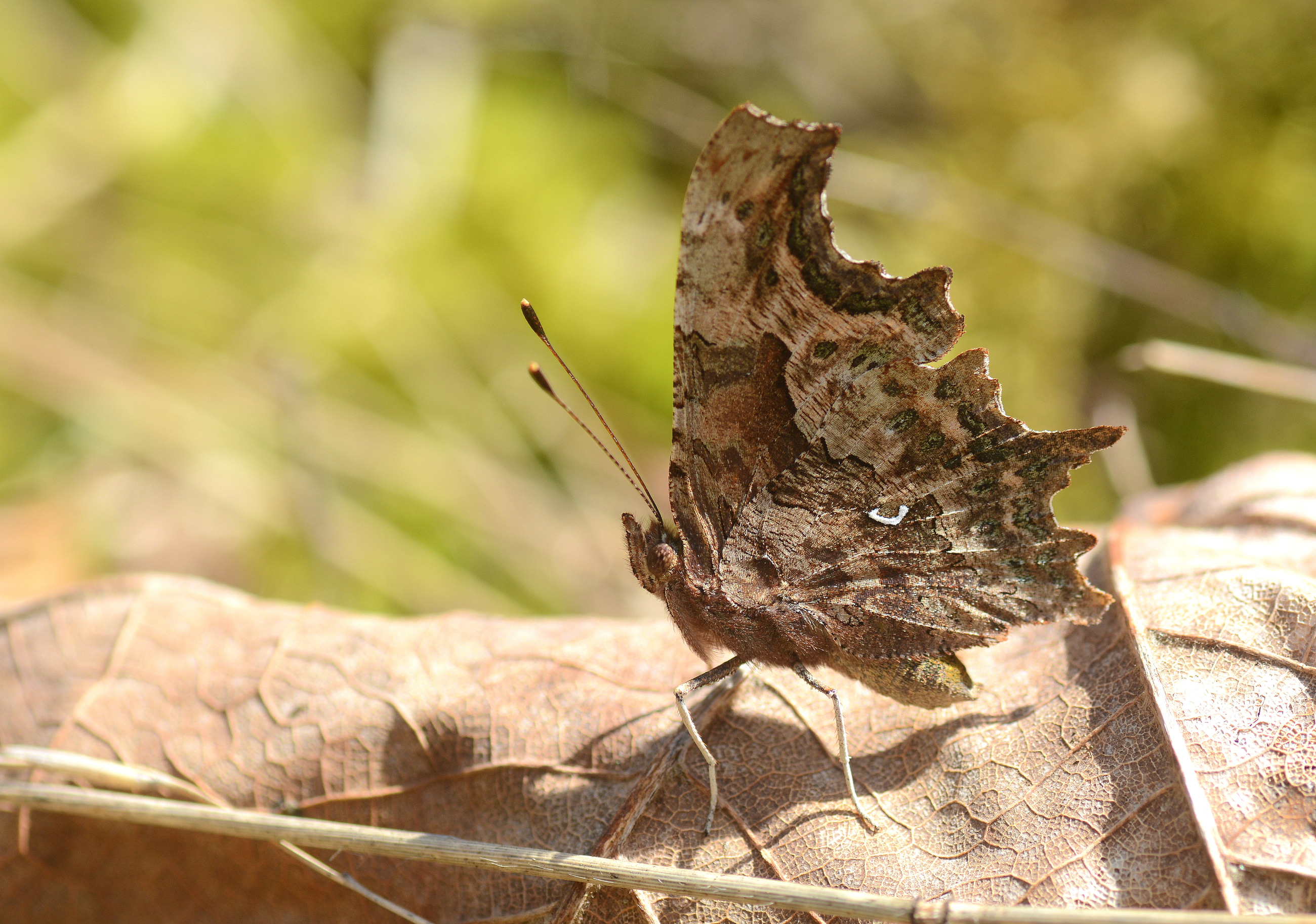 Polygonia c-album (Yırtık pırtık) butterfly photo