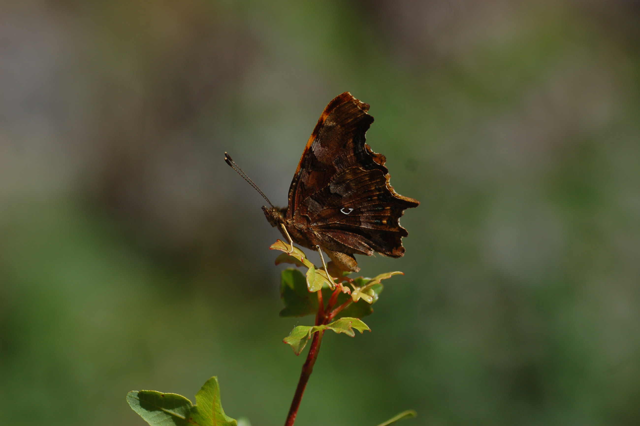 Polygonia c-album (Yırtık pırtık) butterfly photo