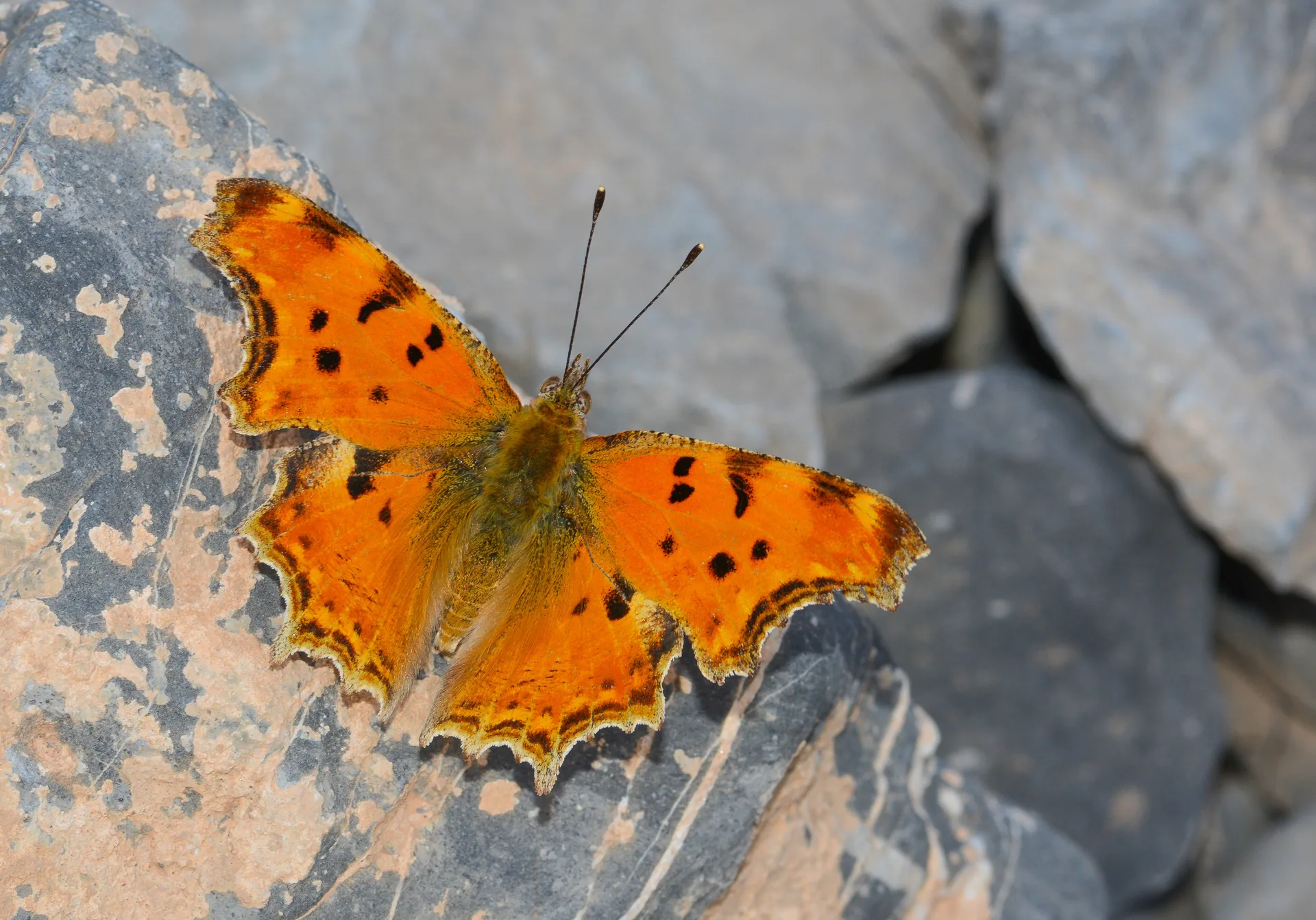 Polygonia egea (Anadolu Yırtıkpırtığı) butterfly photo