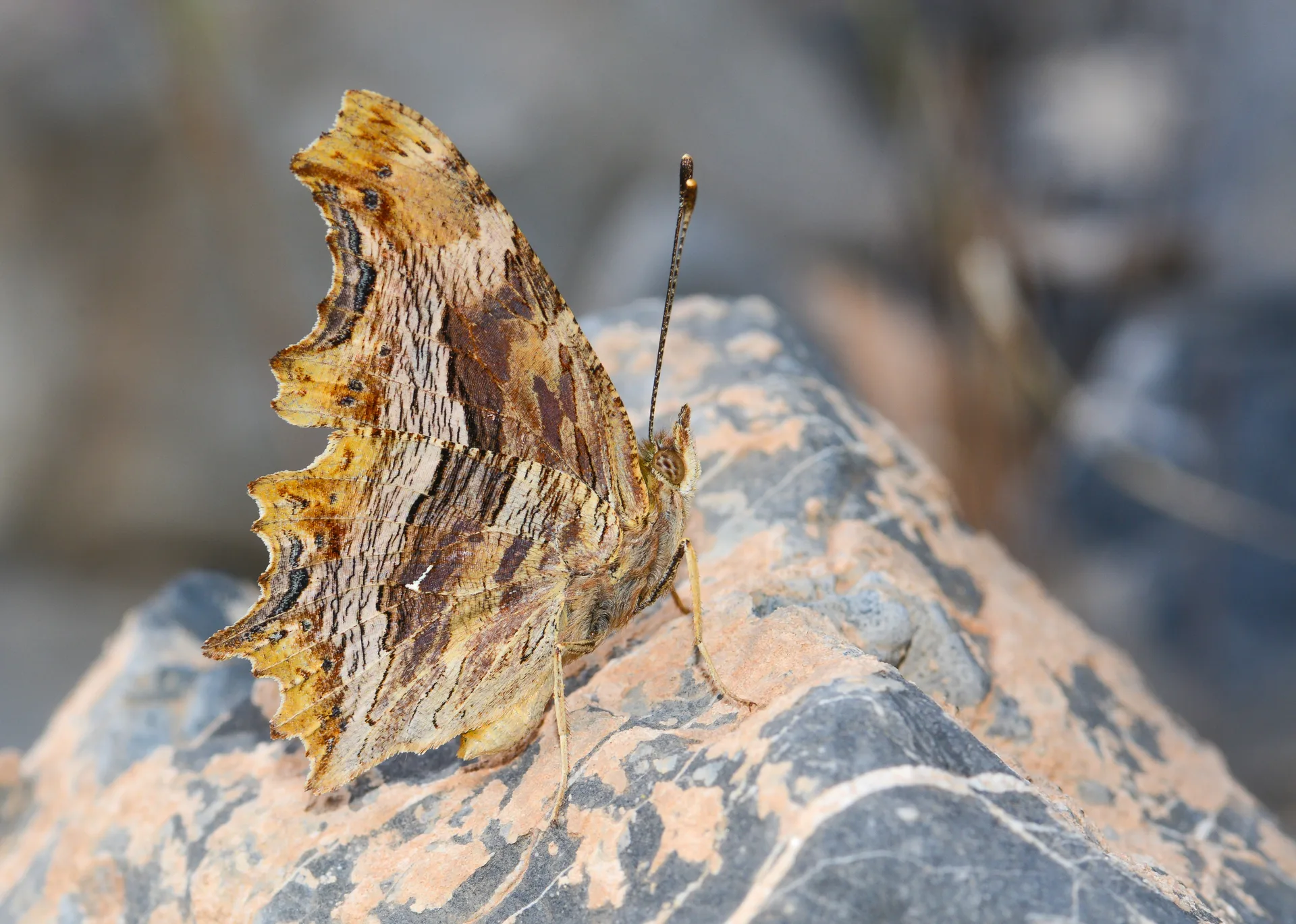Polygonia egea (Anadolu YÄ±rtÄ±kpÄ±rtÄ±ÄŸÄ±) butterfly photo