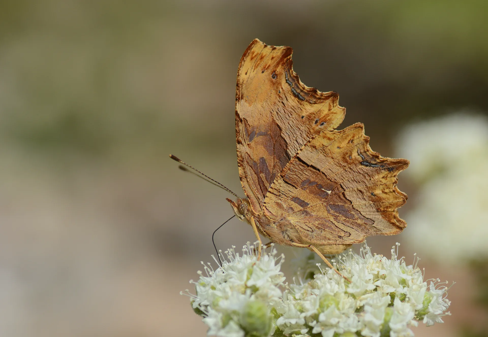 Polygonia egea (Anadolu YÄ±rtÄ±kpÄ±rtÄ±ÄŸÄ±) butterfly photo