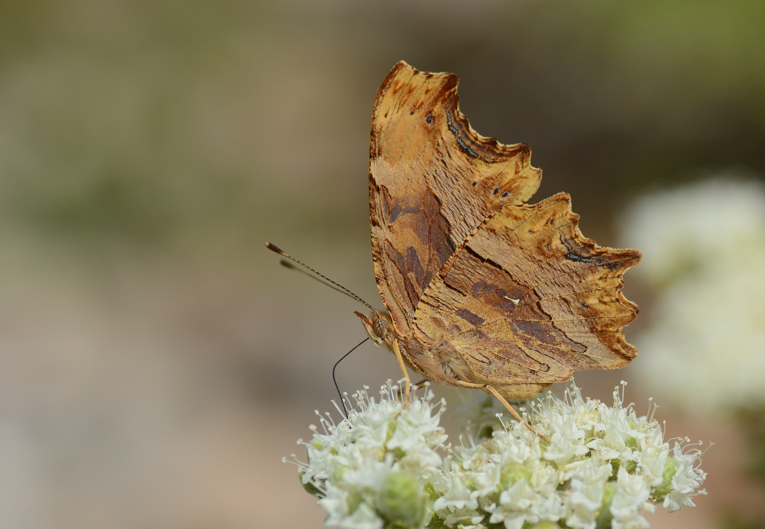 Polygonia egea (Anadolu Yırtıkpırtığı) butterfly photo