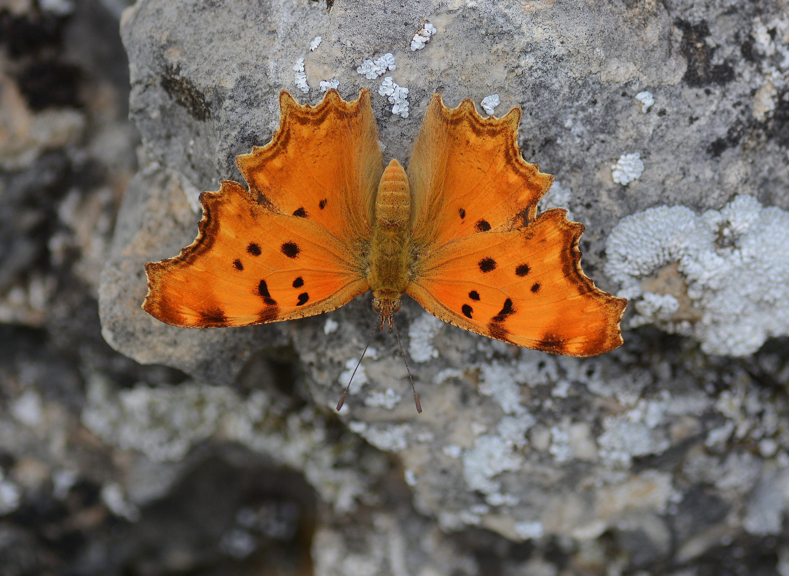 Polygonia egea (Anadolu Yırtıkpırtığı) butterfly photo