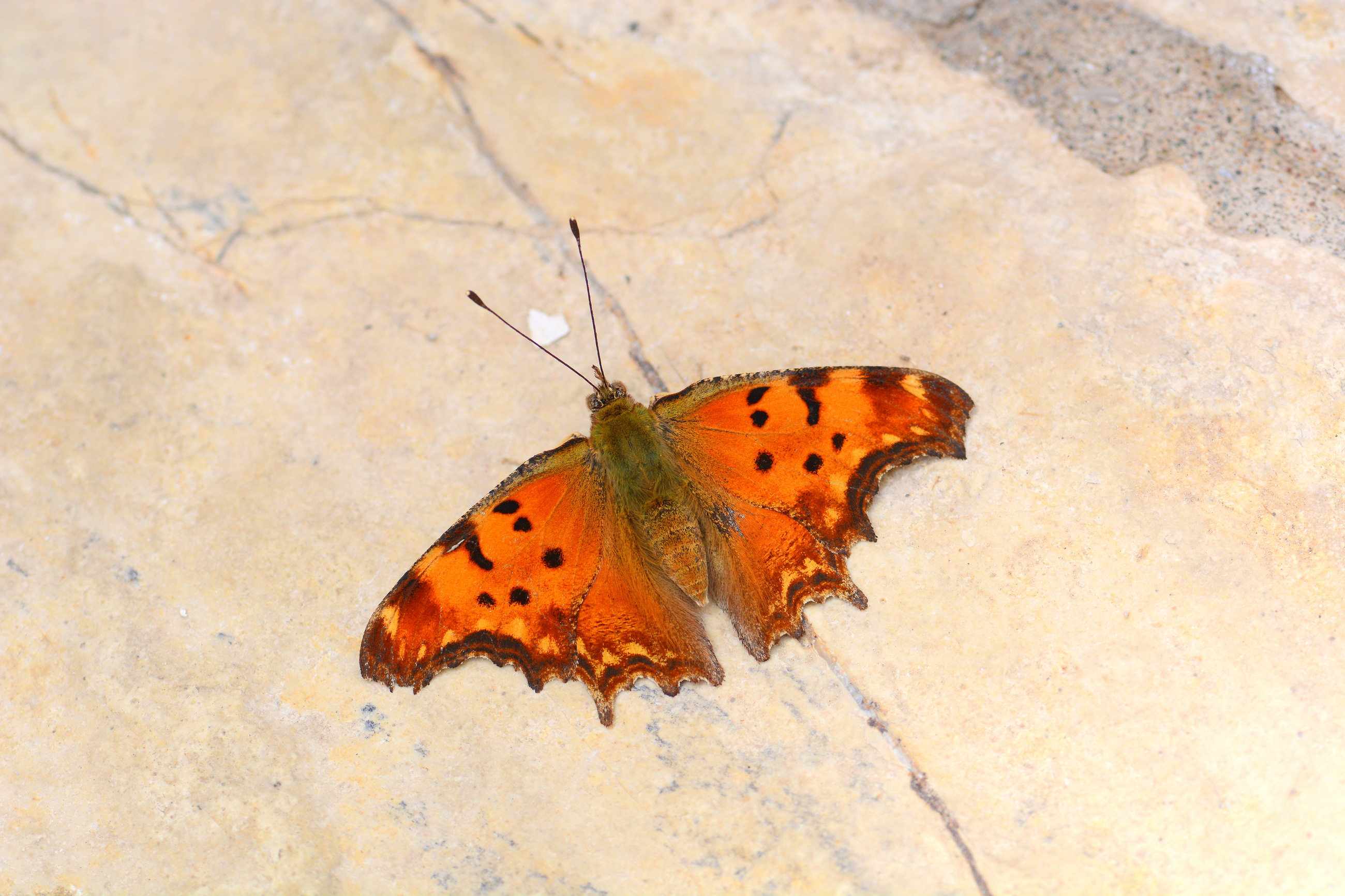 Polygonia egea (Anadolu Yırtıkpırtığı) butterfly photo
