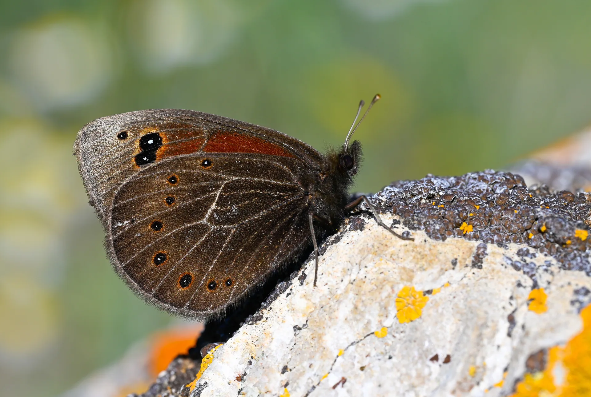 Proterebia afra (Uygur Karaperisi) butterfly photo