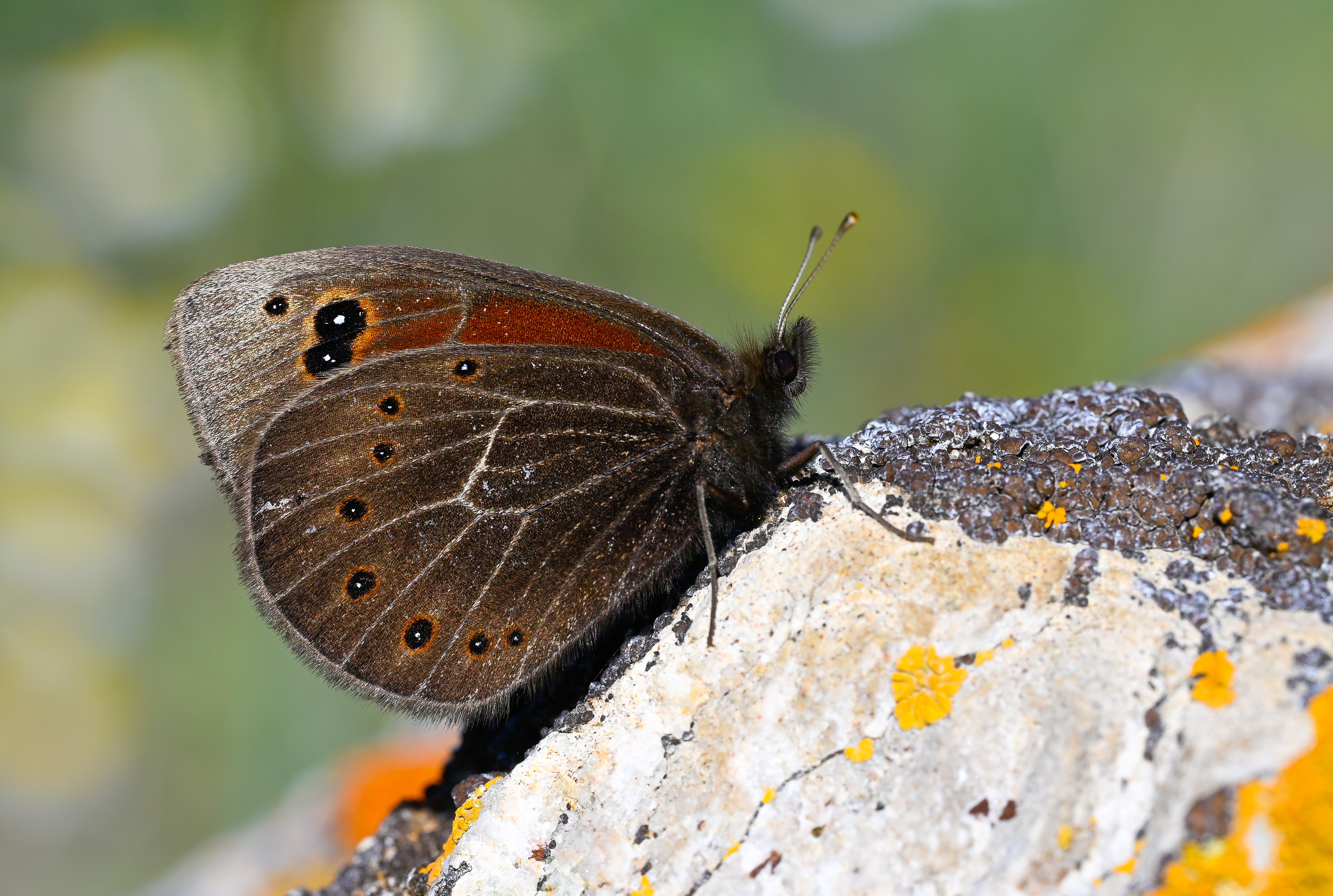 Proterebia afra (Uygur Karaperisi) butterfly photo