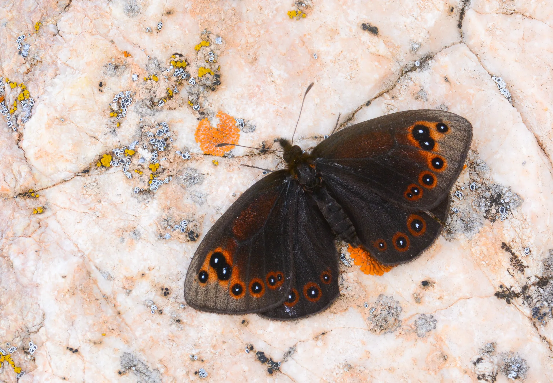 Proterebia afra (Uygur Karaperisi) butterfly photo