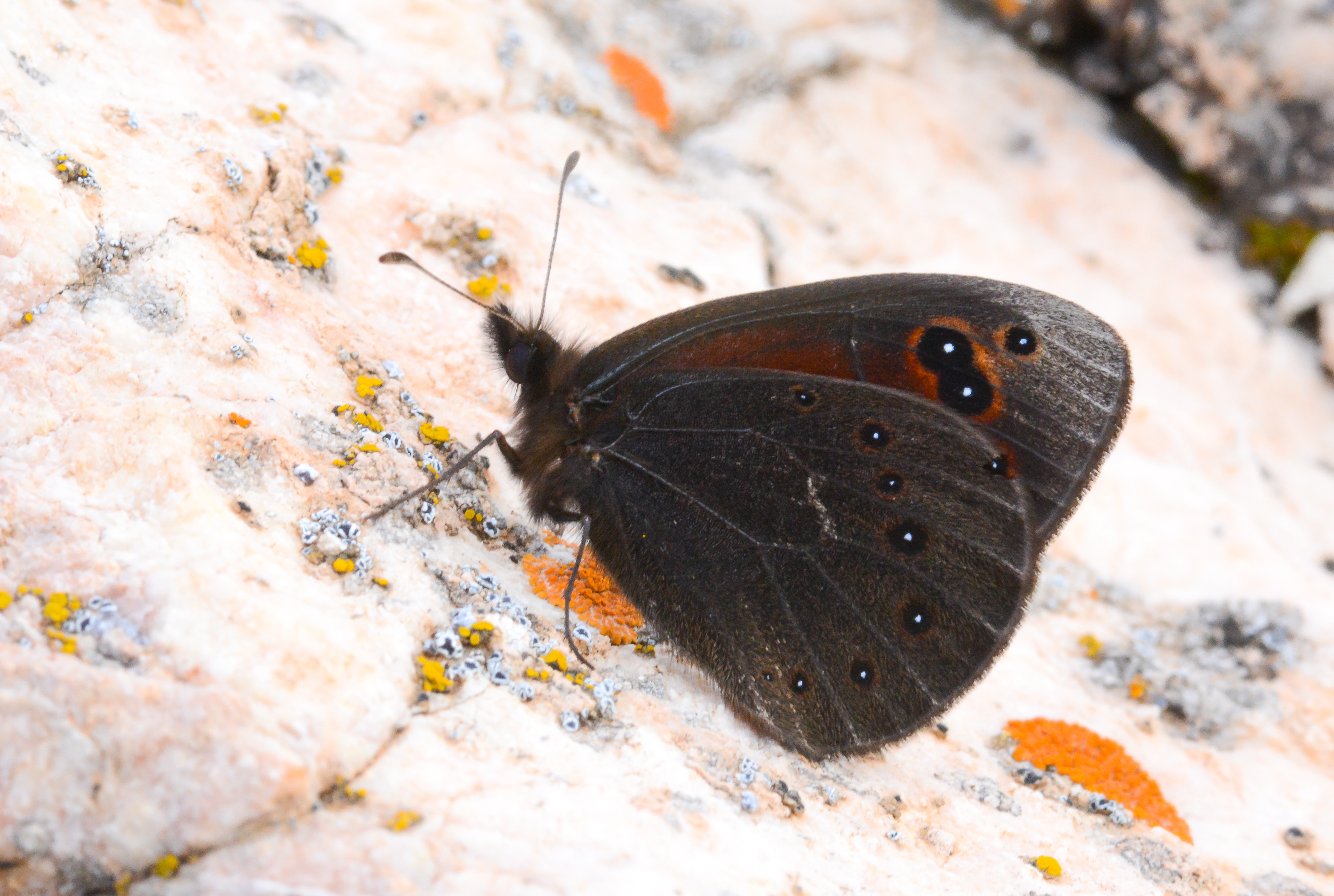 Proterebia afra (Uygur Karaperisi) butterfly photo