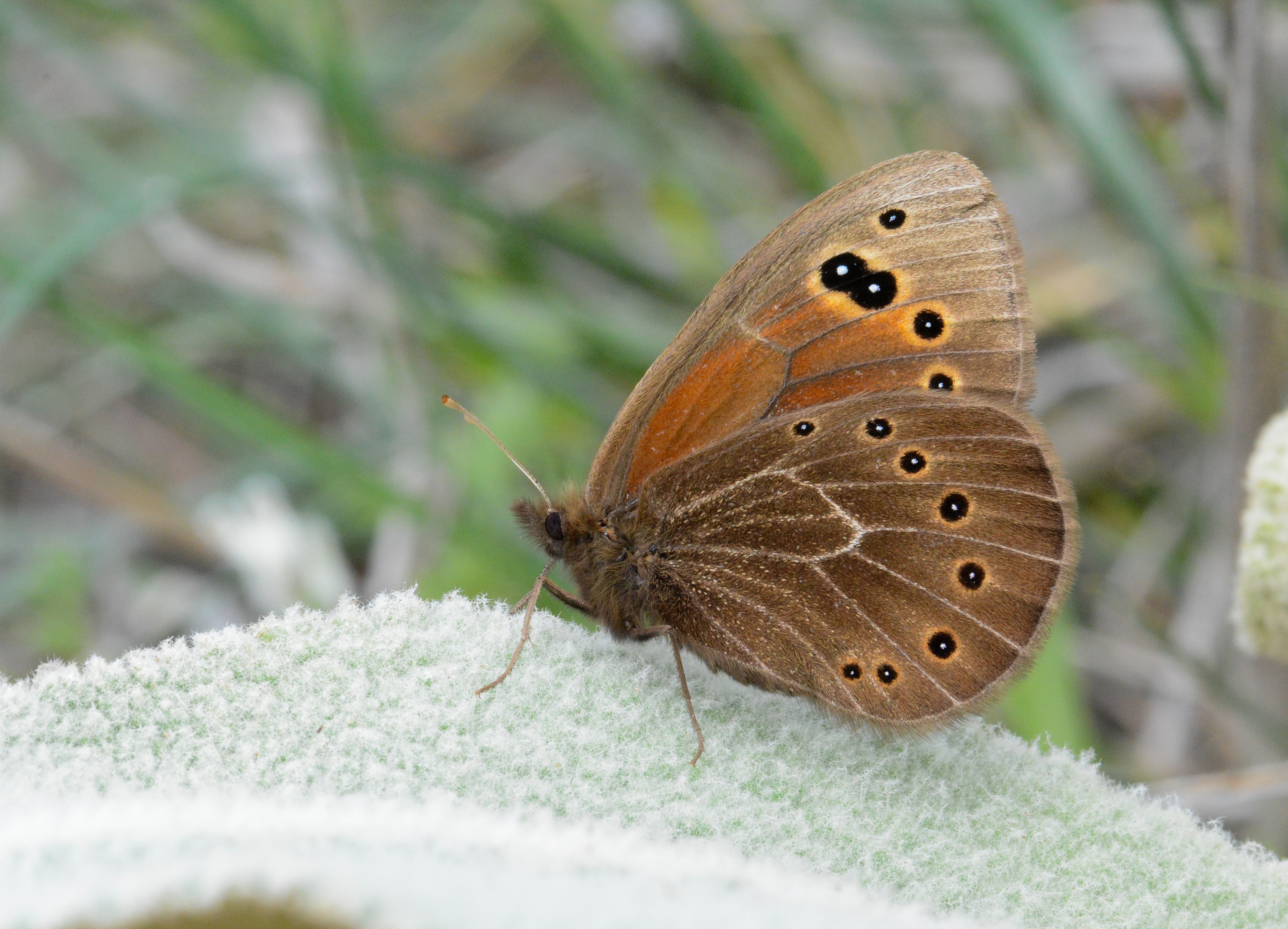 Proterebia afra (Uygur Karaperisi) butterfly photo