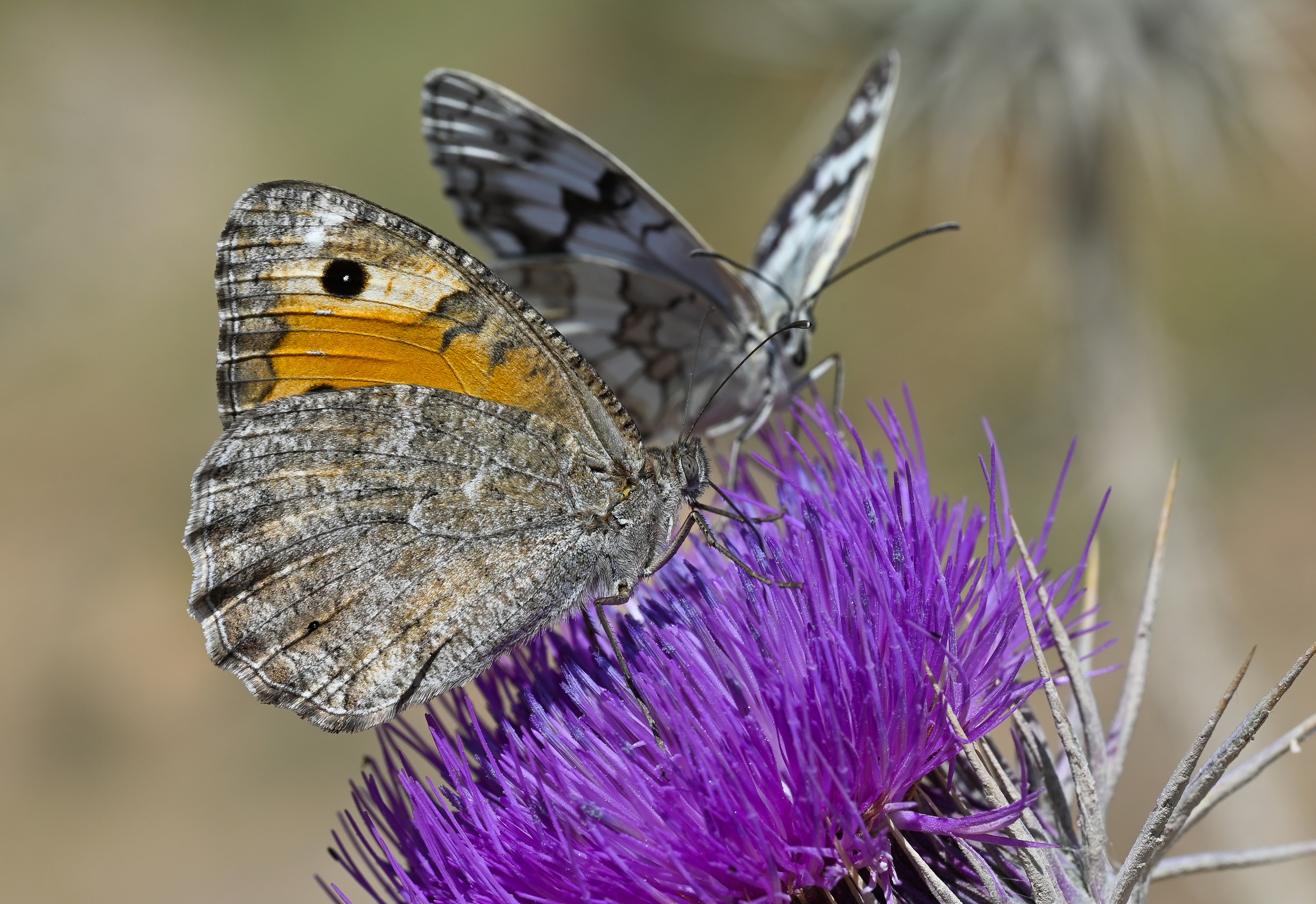 Pseudochazara anthelea (Anadolu Yalancıcadısı) butterfly photo