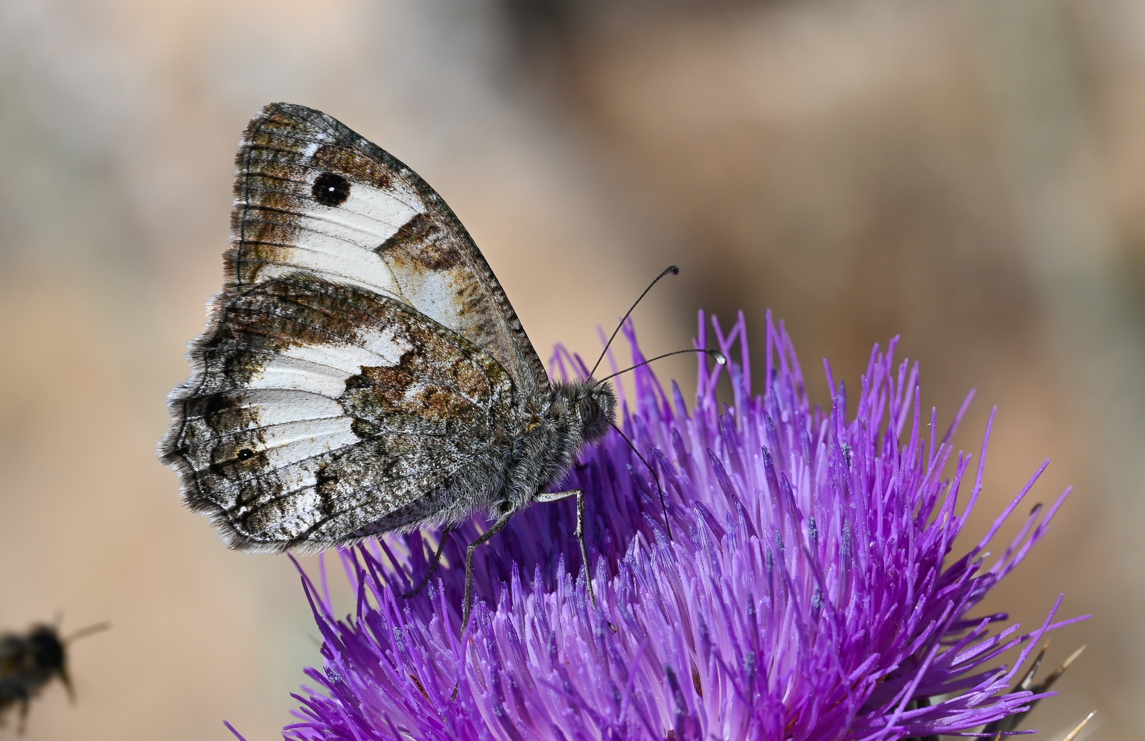 Pseudochazara anthelea (Anadolu Yalancıcadısı) butterfly photo