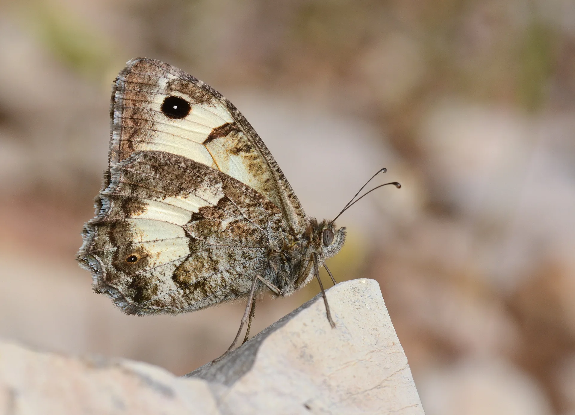 Pseudochazara anthelea (Anadolu YalancÄ±cadÄ±sÄ±) butterfly photo