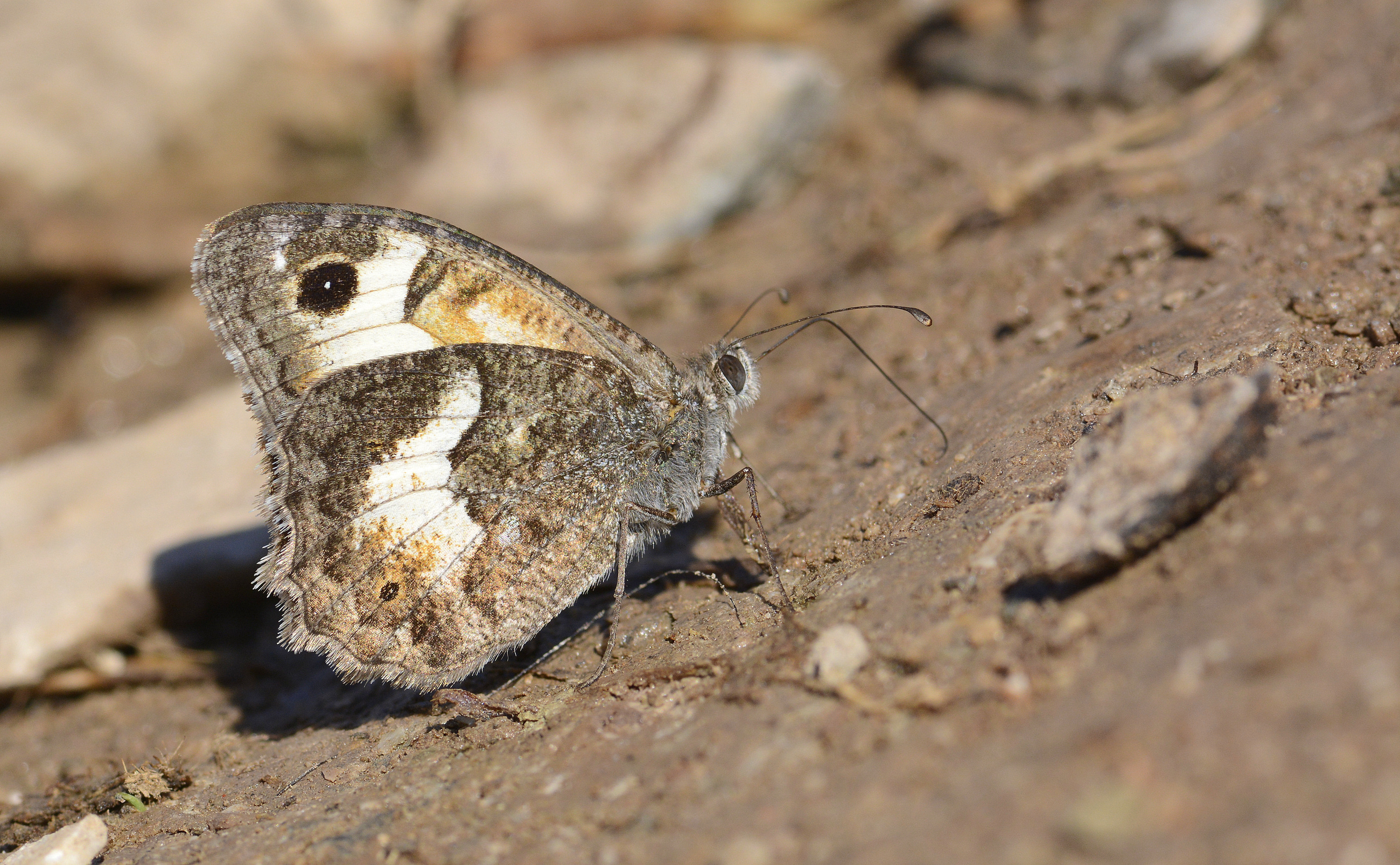 Pseudochazara anthelea (Anadolu Yalancıcadısı) butterfly photo