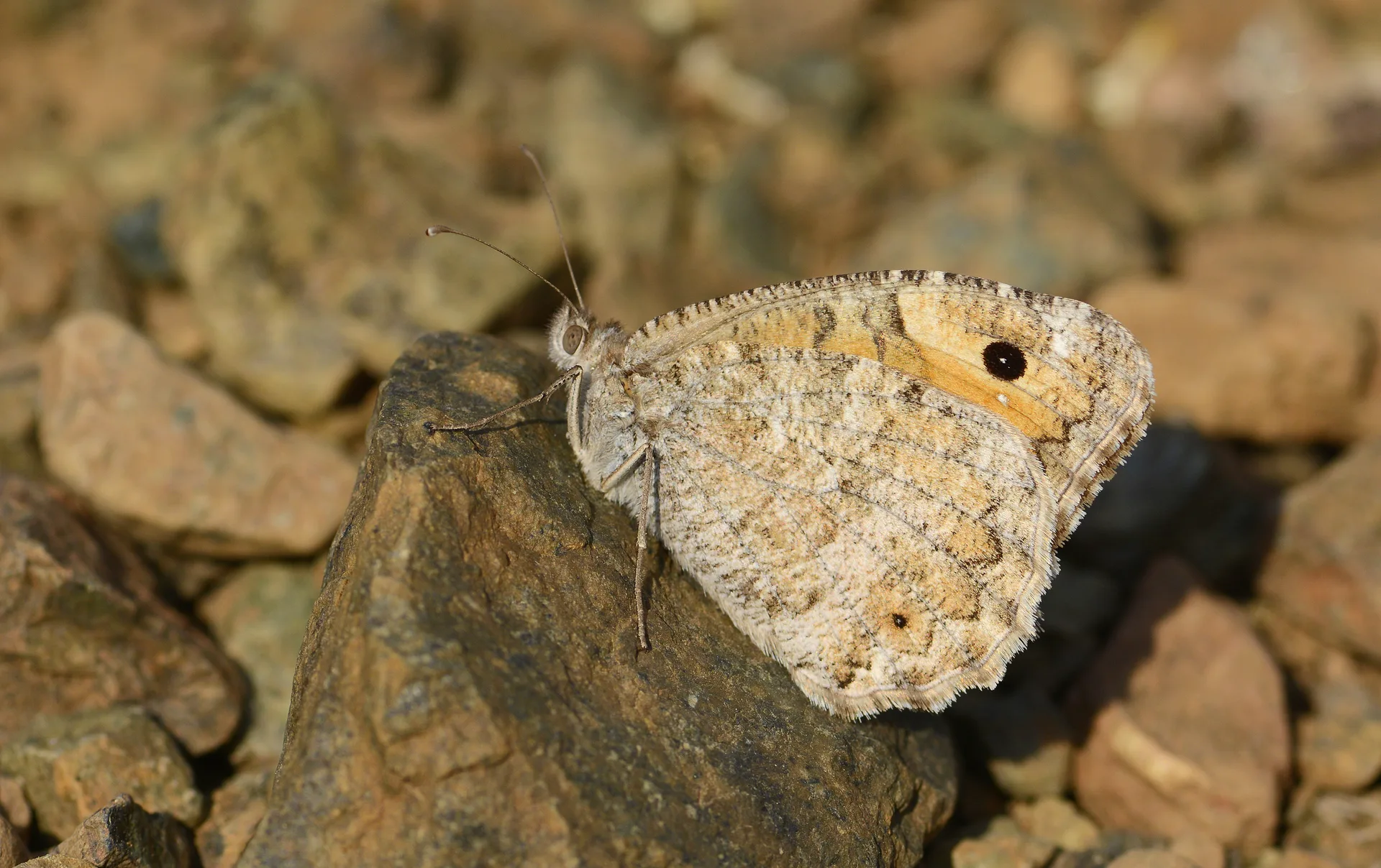 Pseudochazara anthelea (Anadolu YalancÄ±cadÄ±sÄ±) butterfly photo