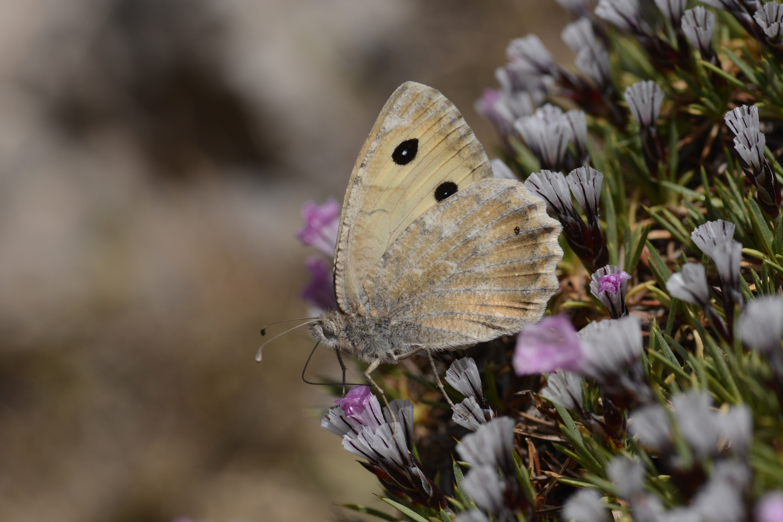 Pseudochazara beroe (Dağ Yalancıcadısı) butterfly photo