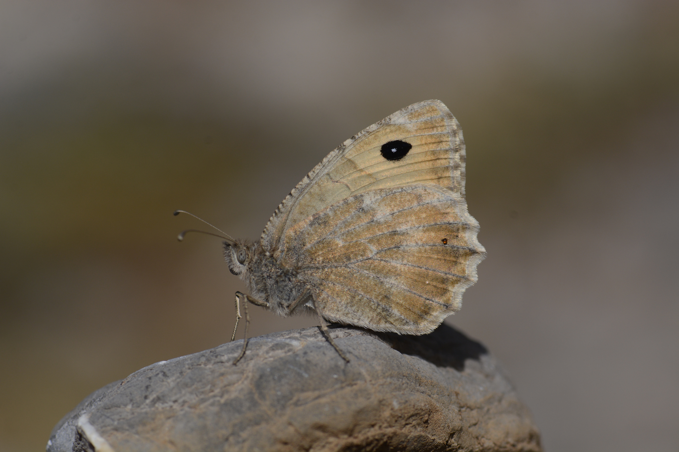 Pseudochazara beroe (Dağ Yalancıcadısı) butterfly photo