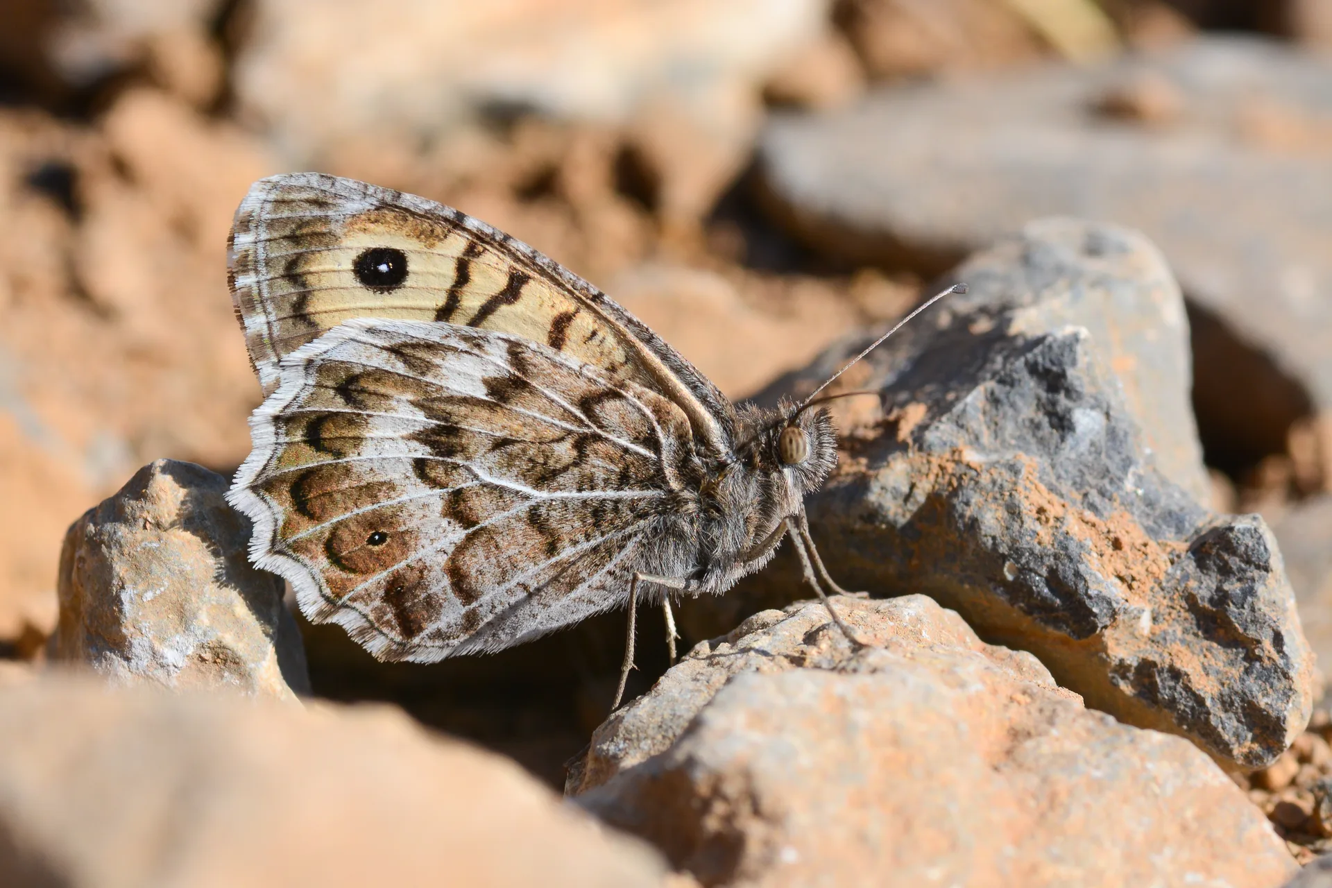 Pseudochazara geyeri (Geyer'inYalancıcadısı) butterfly photo