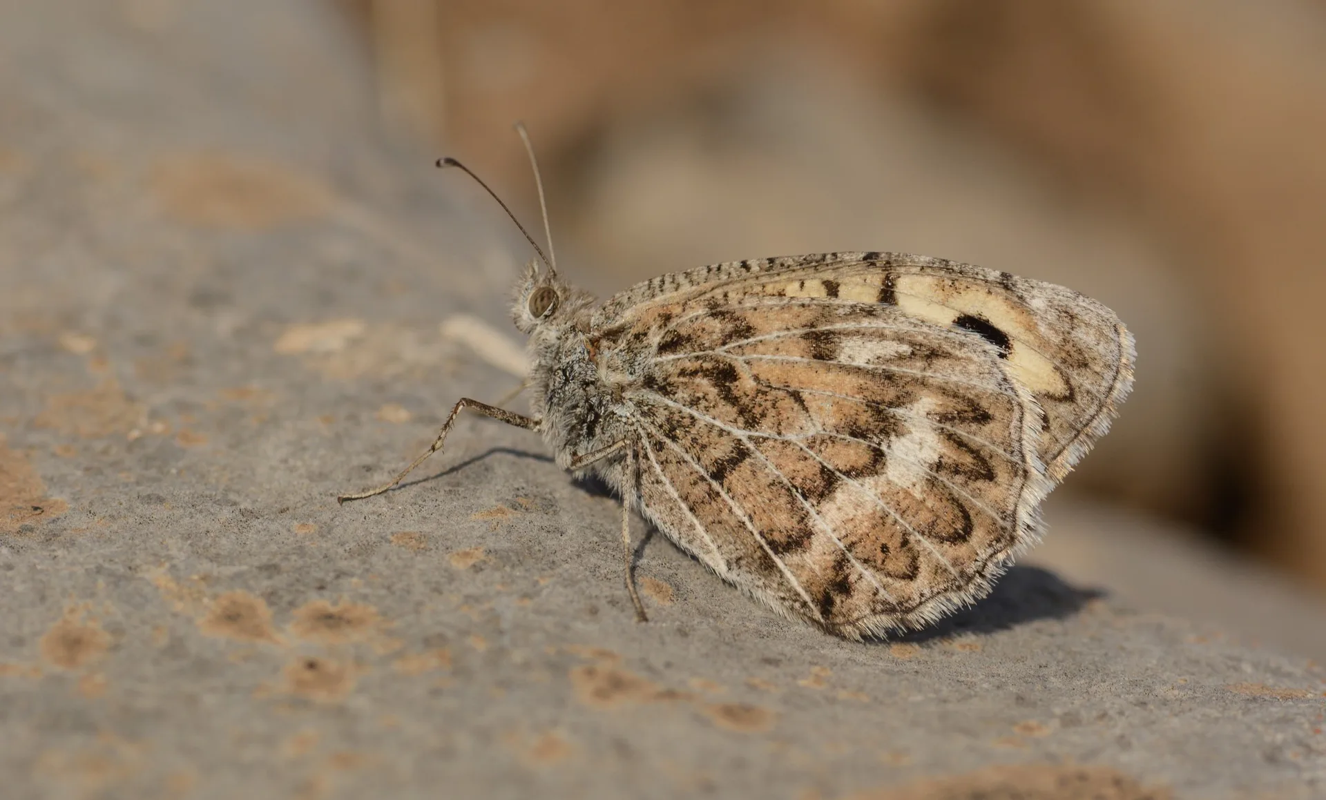 Pseudochazara geyeri (Geyer'inYalancÄ±cadÄ±sÄ±) butterfly photo