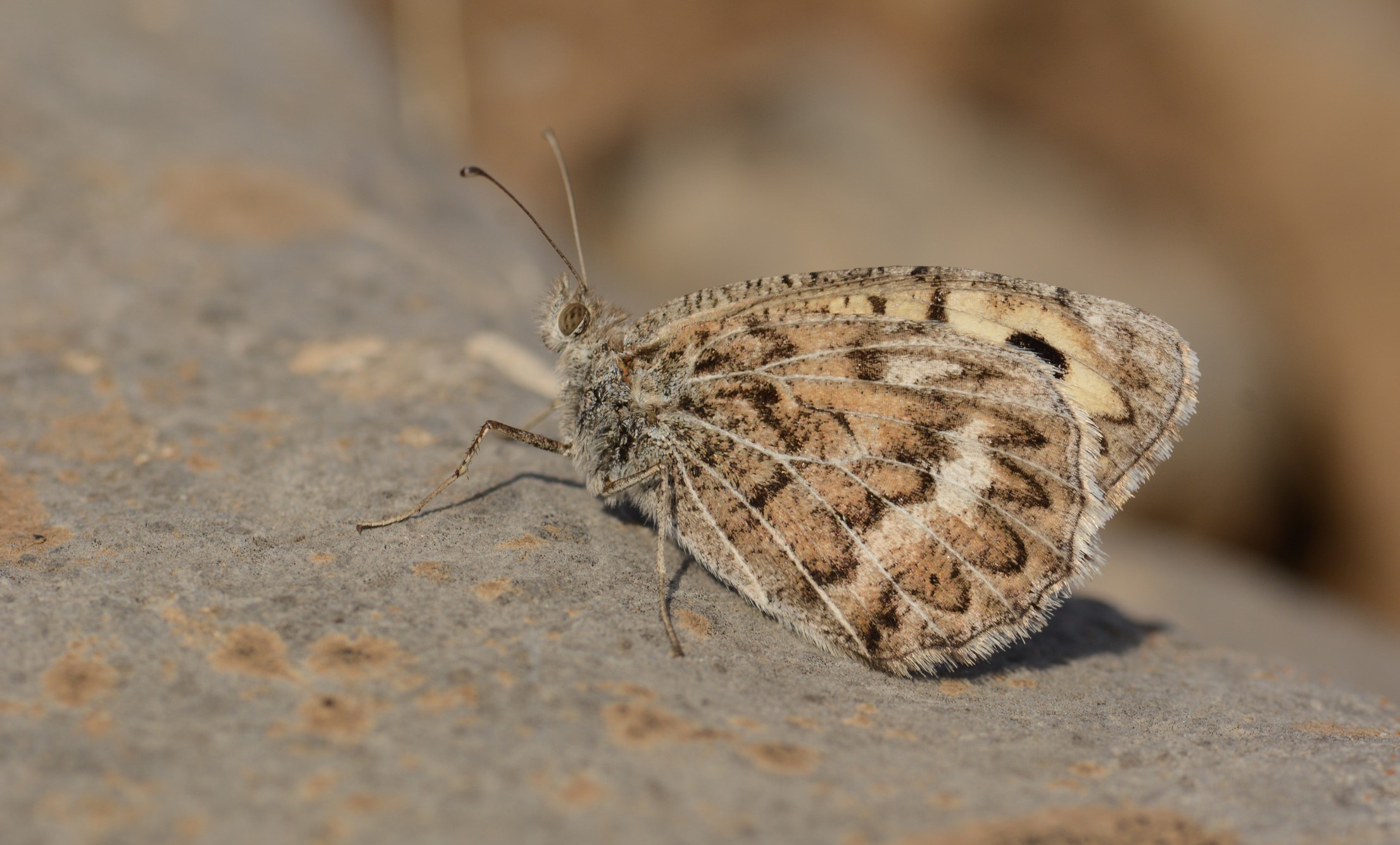 Pseudochazara geyeri (Geyer'inYalancıcadısı) butterfly photo