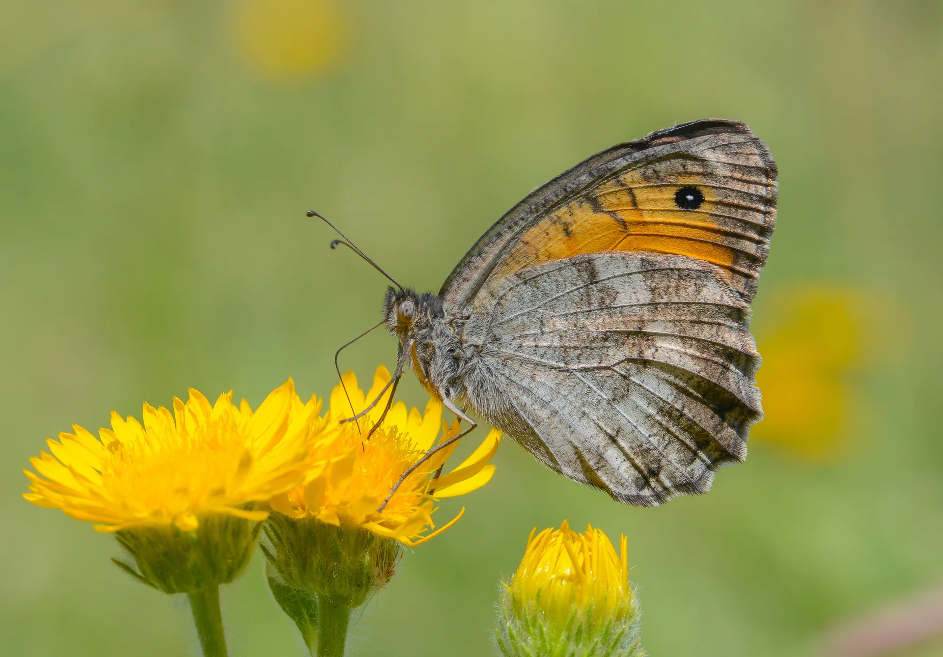 Pseudochazara lydia (Lidya Yalancıcadısı) butterfly photo