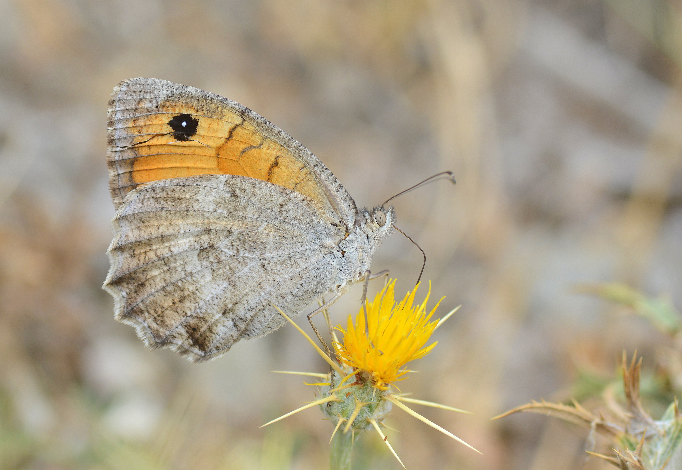 Pseudochazara lydia (Lidya Yalancıcadısı) butterfly photo