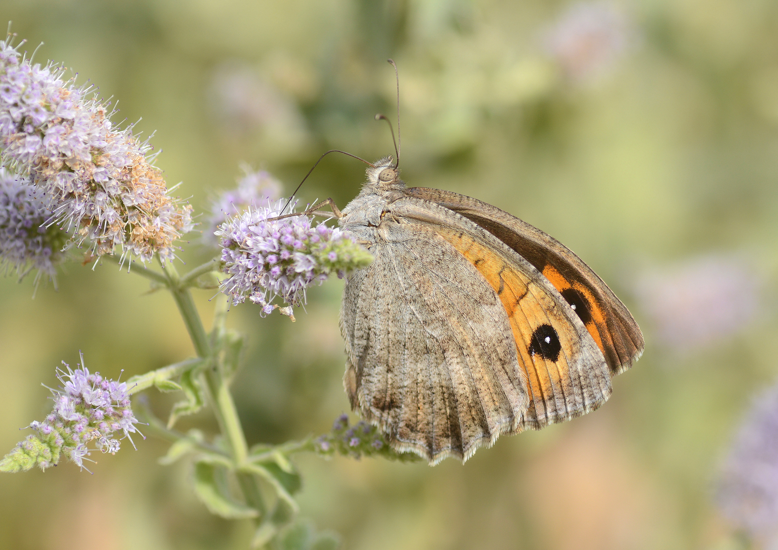 Pseudochazara lydia (Lidya Yalancıcadısı) butterfly photo