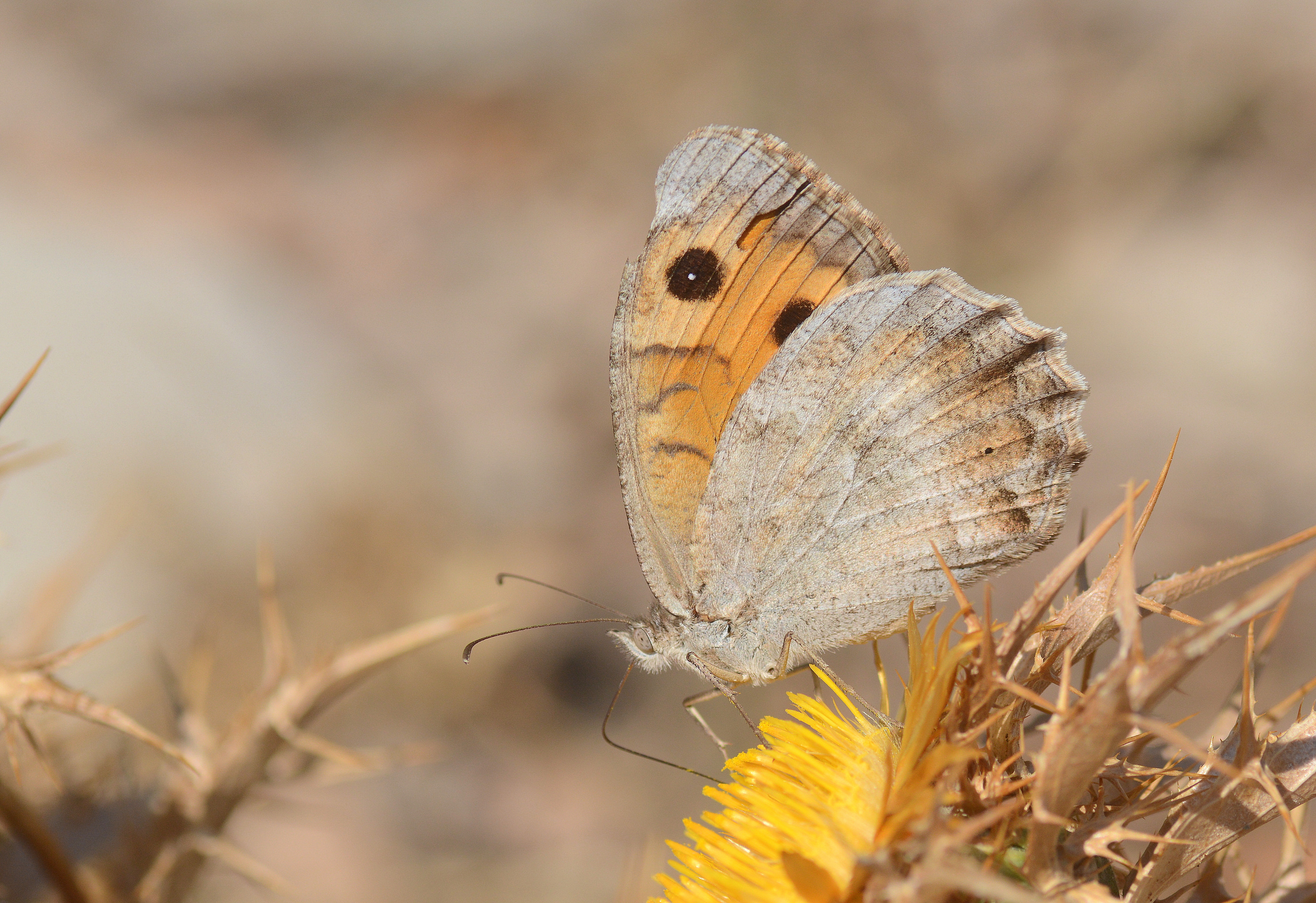 Pseudochazara lydia (Lidya Yalancıcadısı) butterfly photo