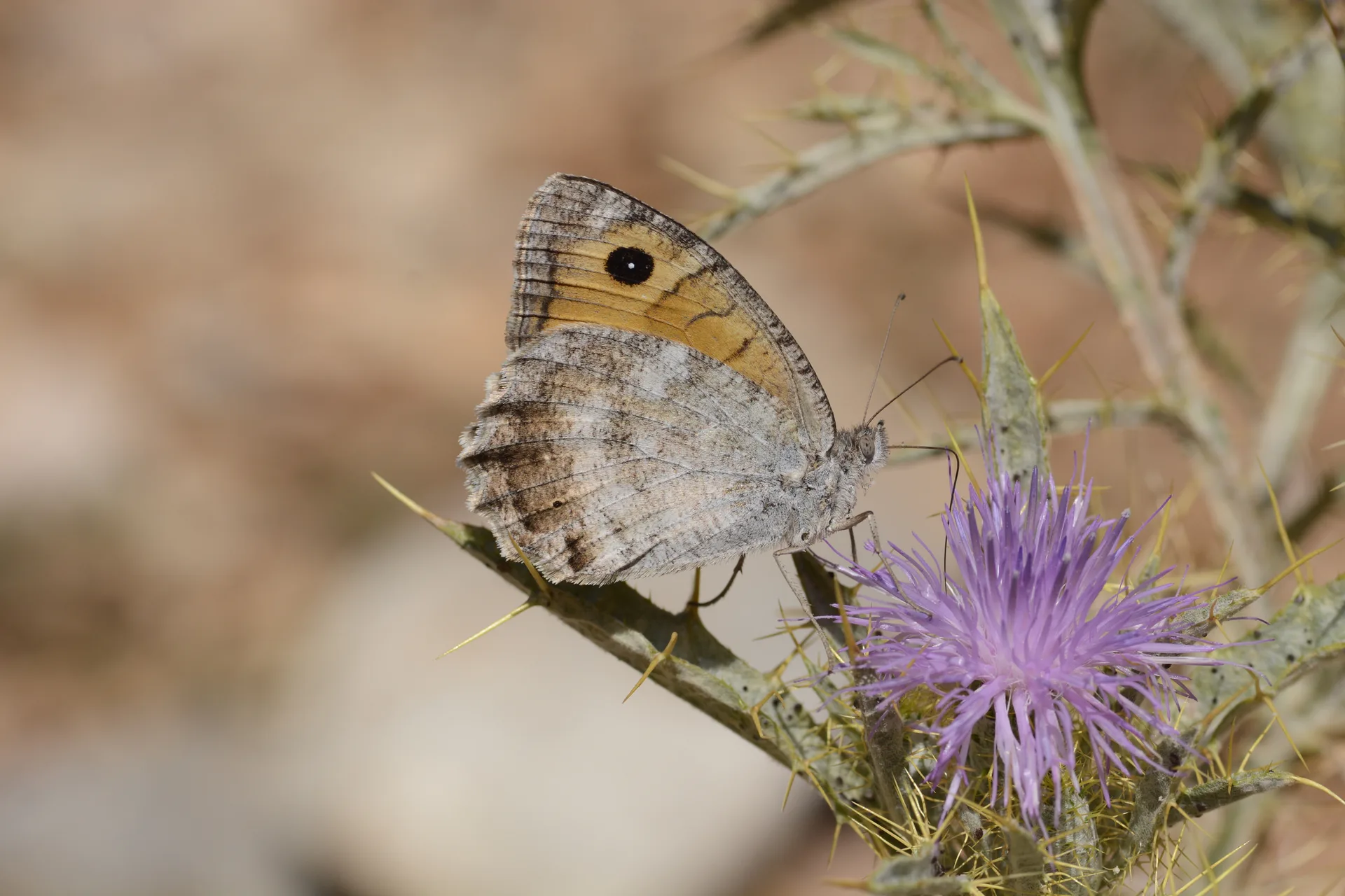 Pseudochazara lydia (Lidya YalancÄ±cadÄ±sÄ±) butterfly photo