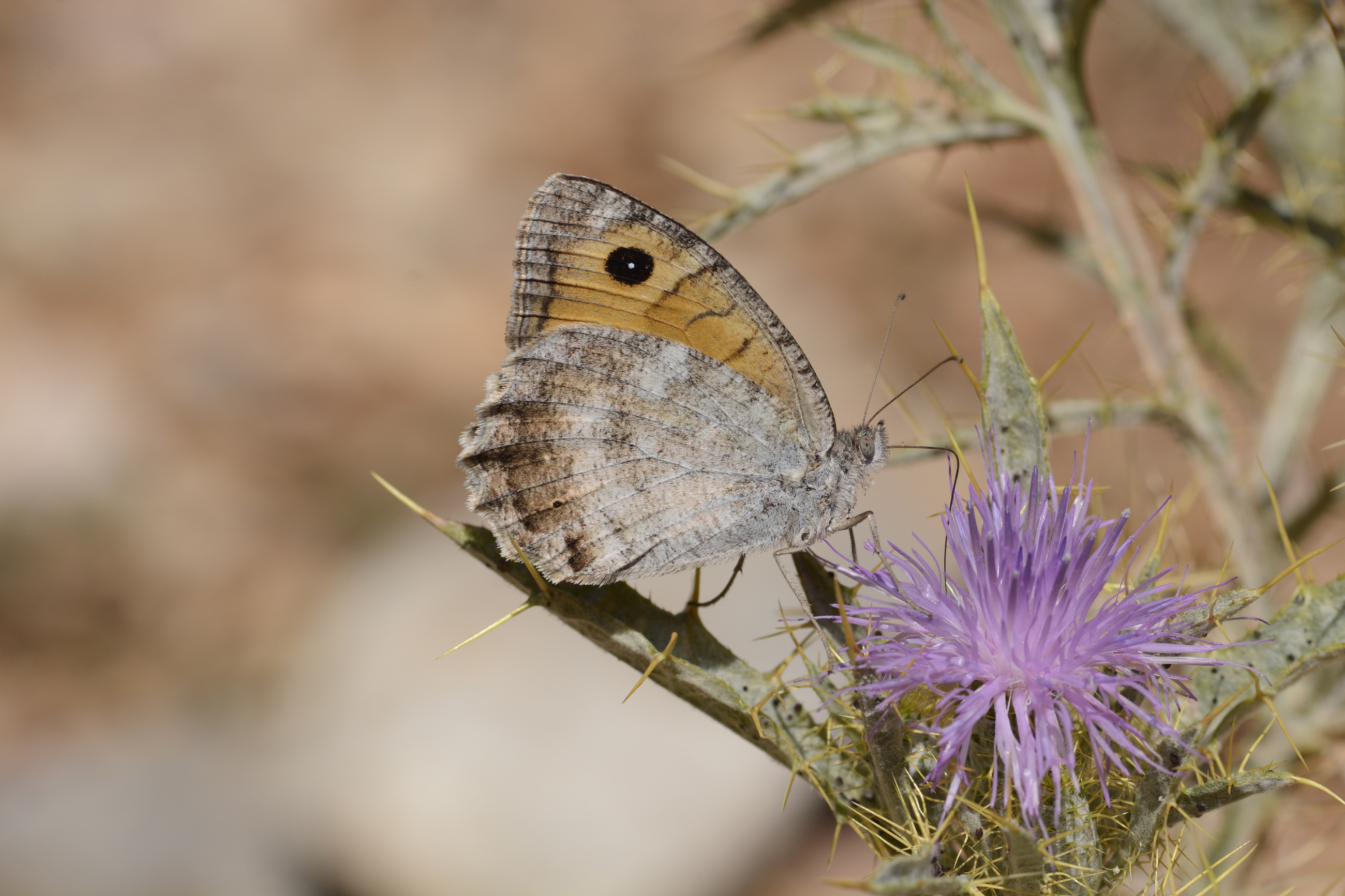 Pseudochazara lydia (Lidya Yalancıcadısı) butterfly photo