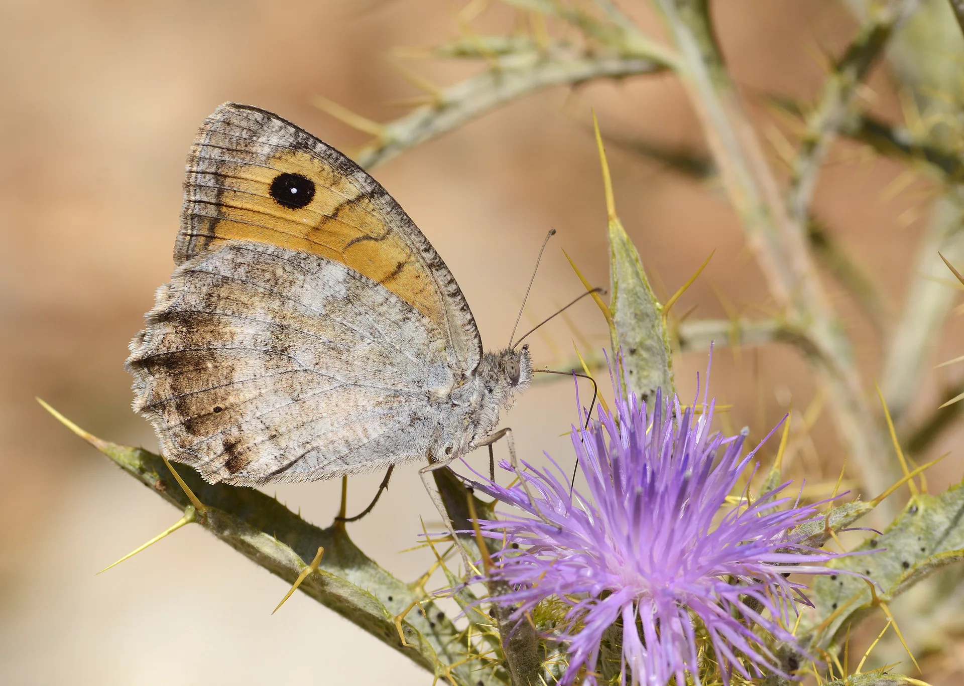 Pseudochazara lydia (Lidya YalancÄ±cadÄ±sÄ±) butterfly photo