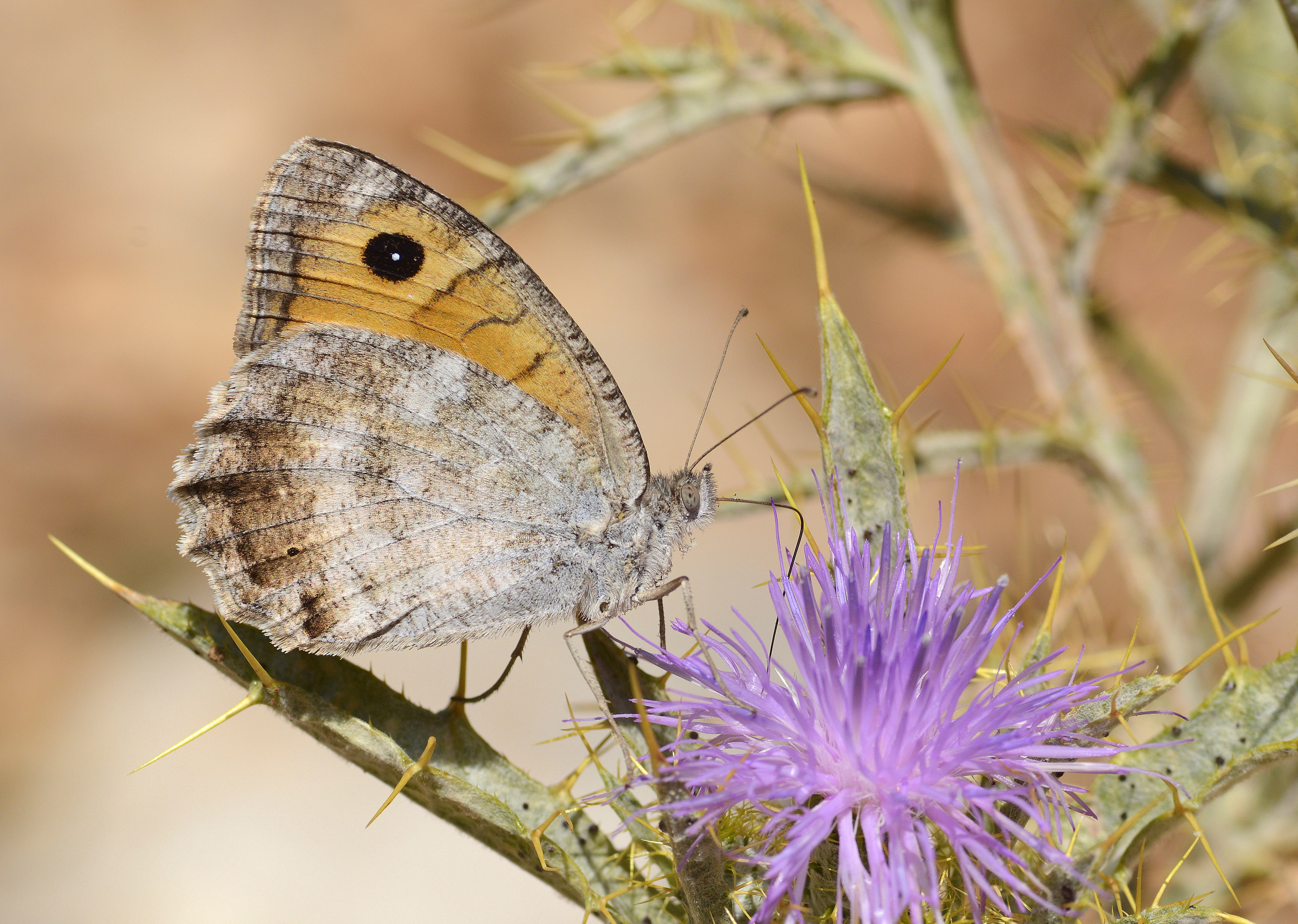 Pseudochazara lydia (Lidya Yalancıcadısı) butterfly photo