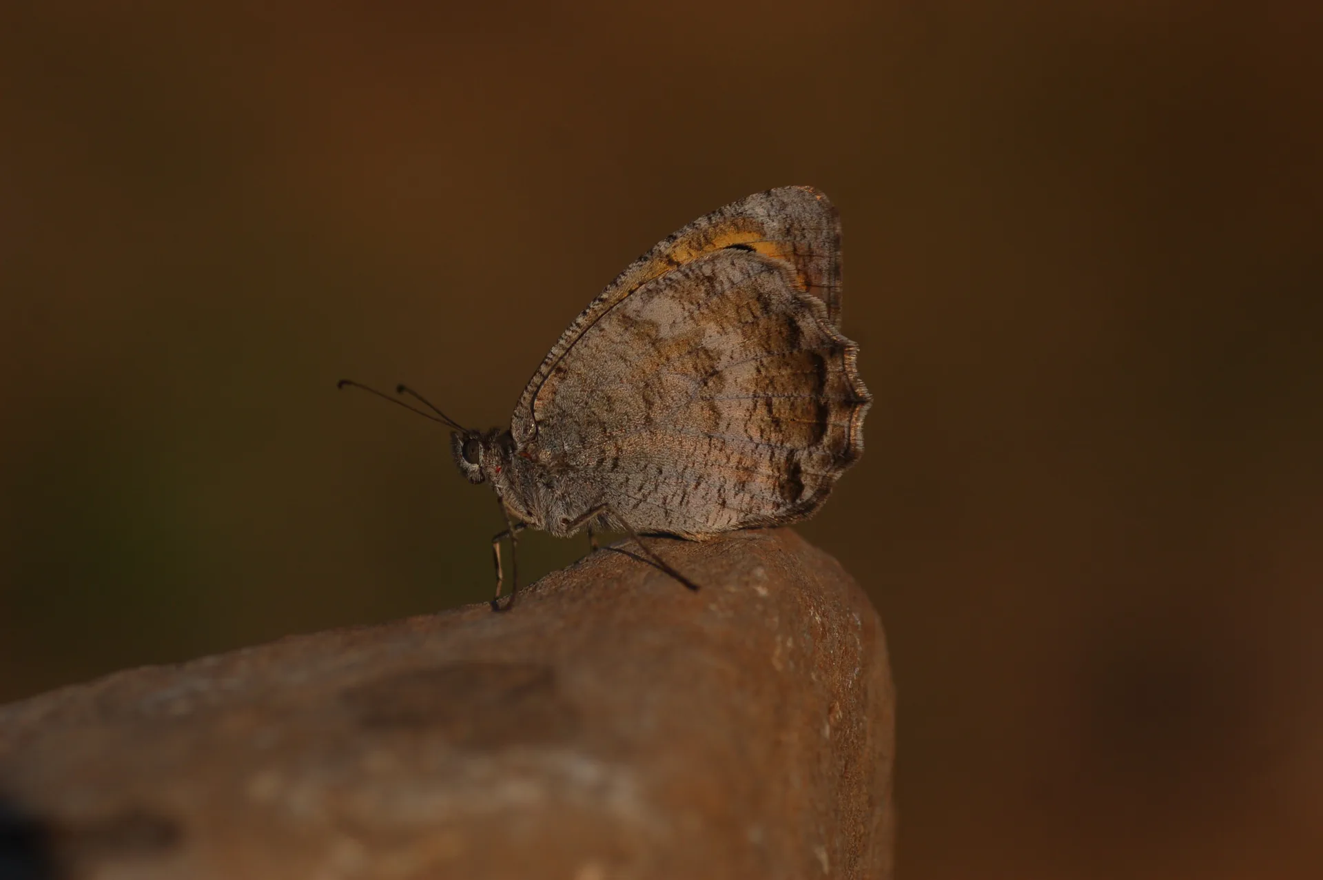 Pseudochazara lydia (Lidya YalancÄ±cadÄ±sÄ±) butterfly photo