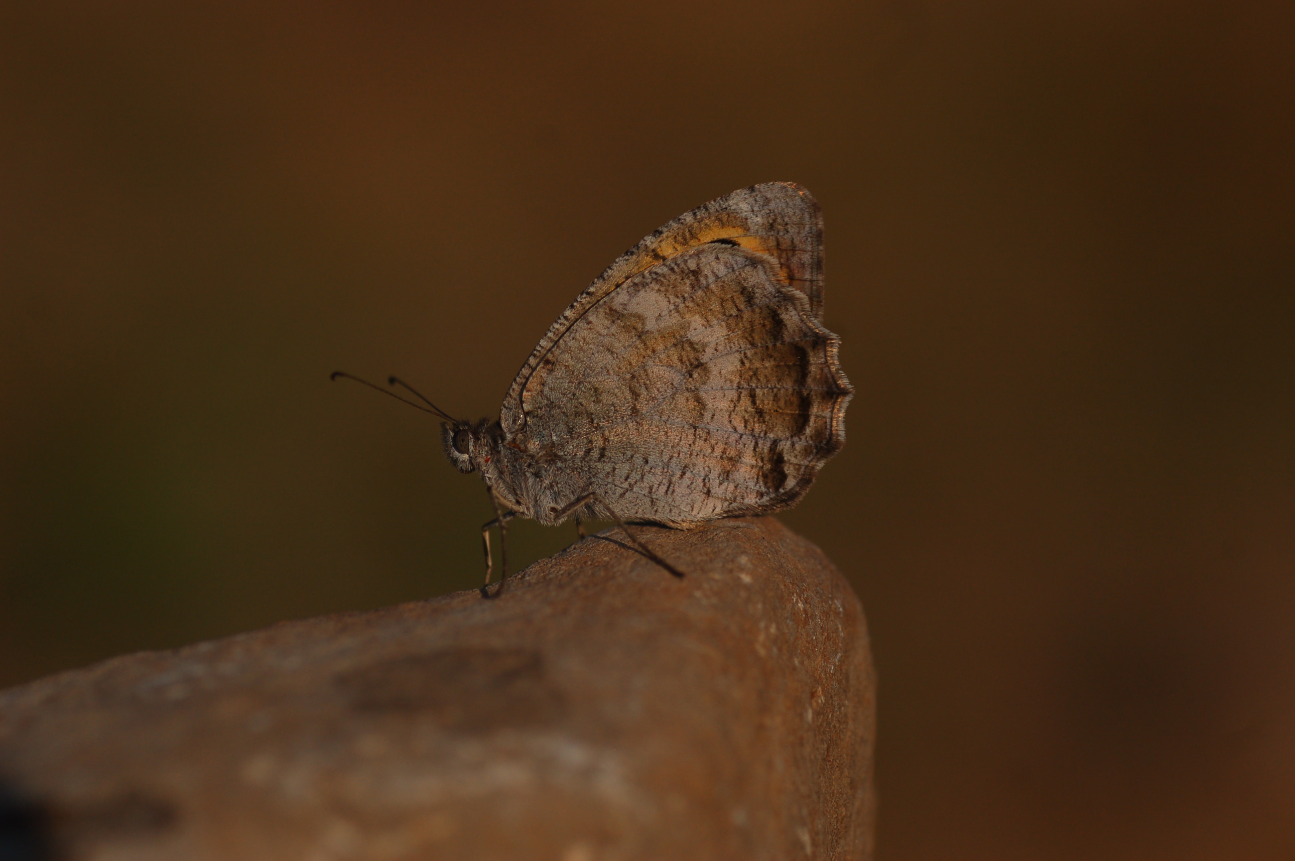 Pseudochazara lydia (Lidya Yalancıcadısı) butterfly photo