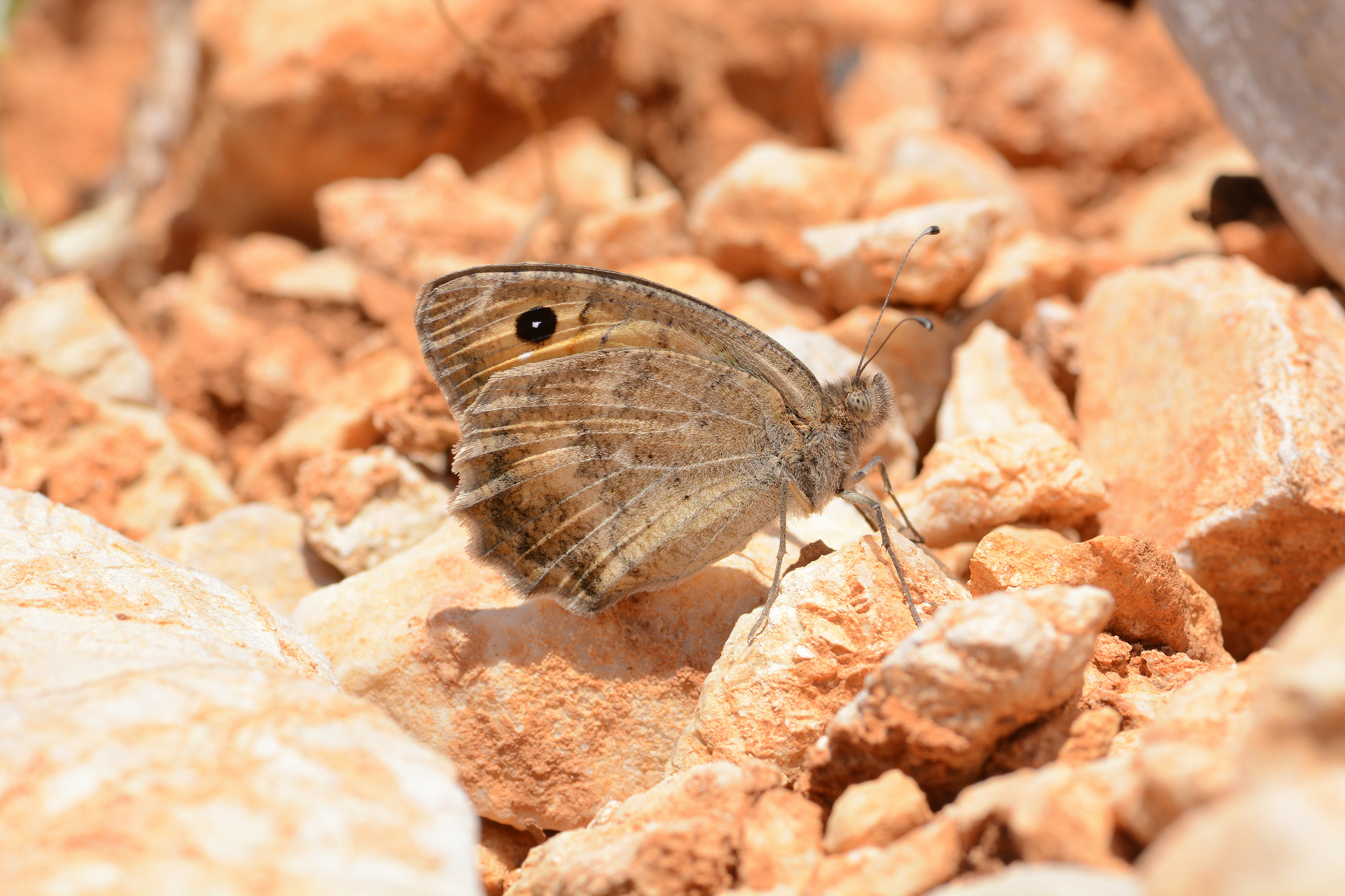 Pseudochazara mamurra (Osmanlı Yalancıcadısı) butterfly photo