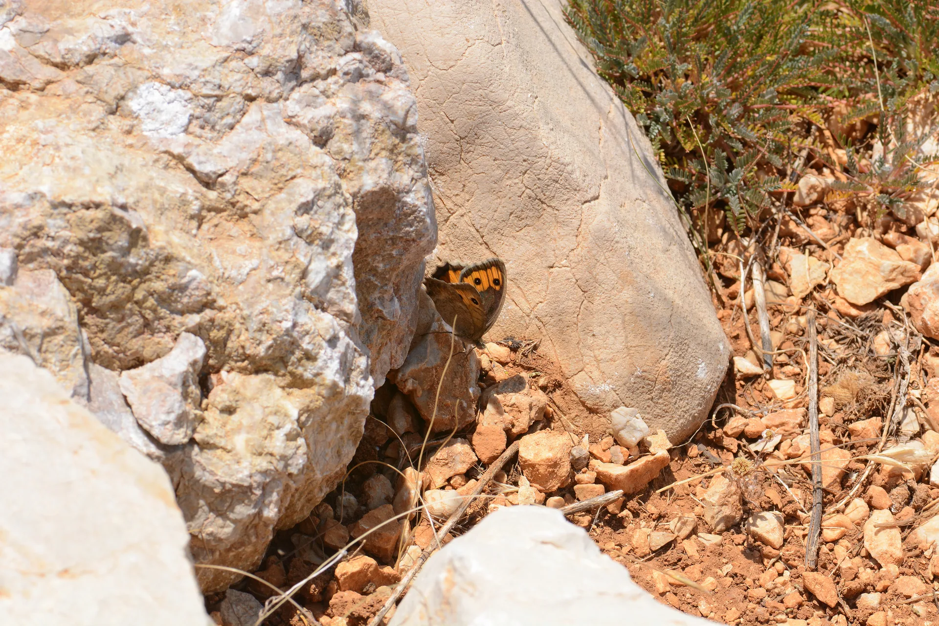 Pseudochazara mamurra (OsmanlÄ± YalancÄ±cadÄ±sÄ±) butterfly photo