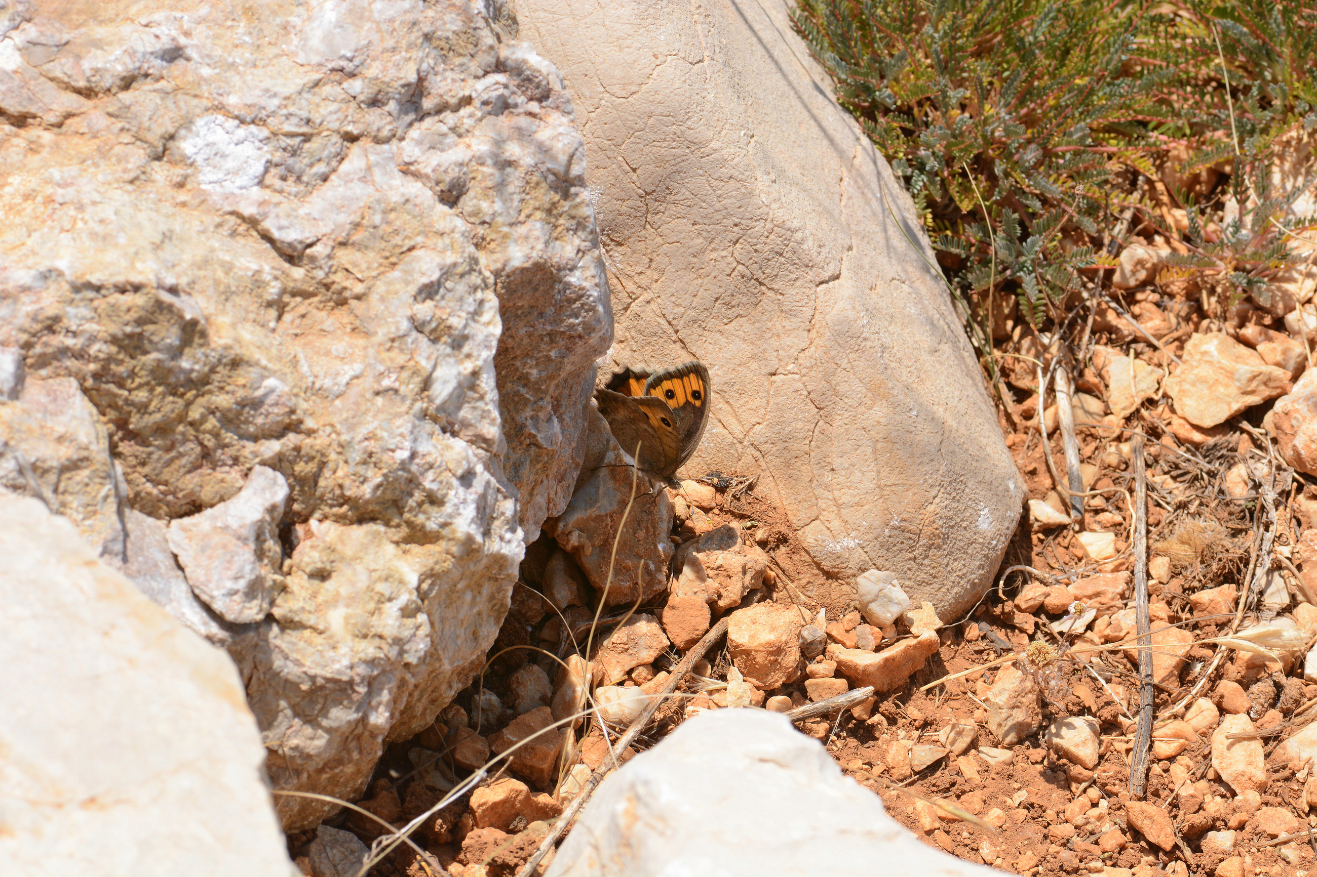 Pseudochazara mamurra (Osmanlı Yalancıcadısı) butterfly photo
