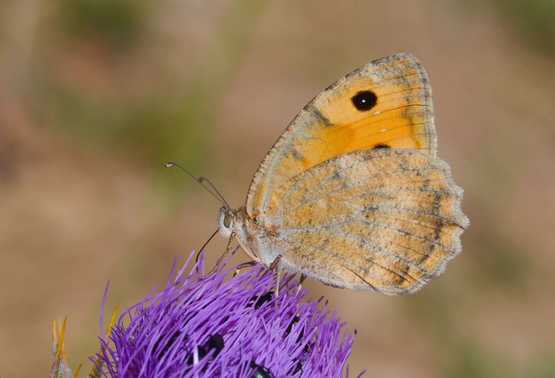 Pseudochazara mniszechii (Step Yalancıcadısı) butterfly photo