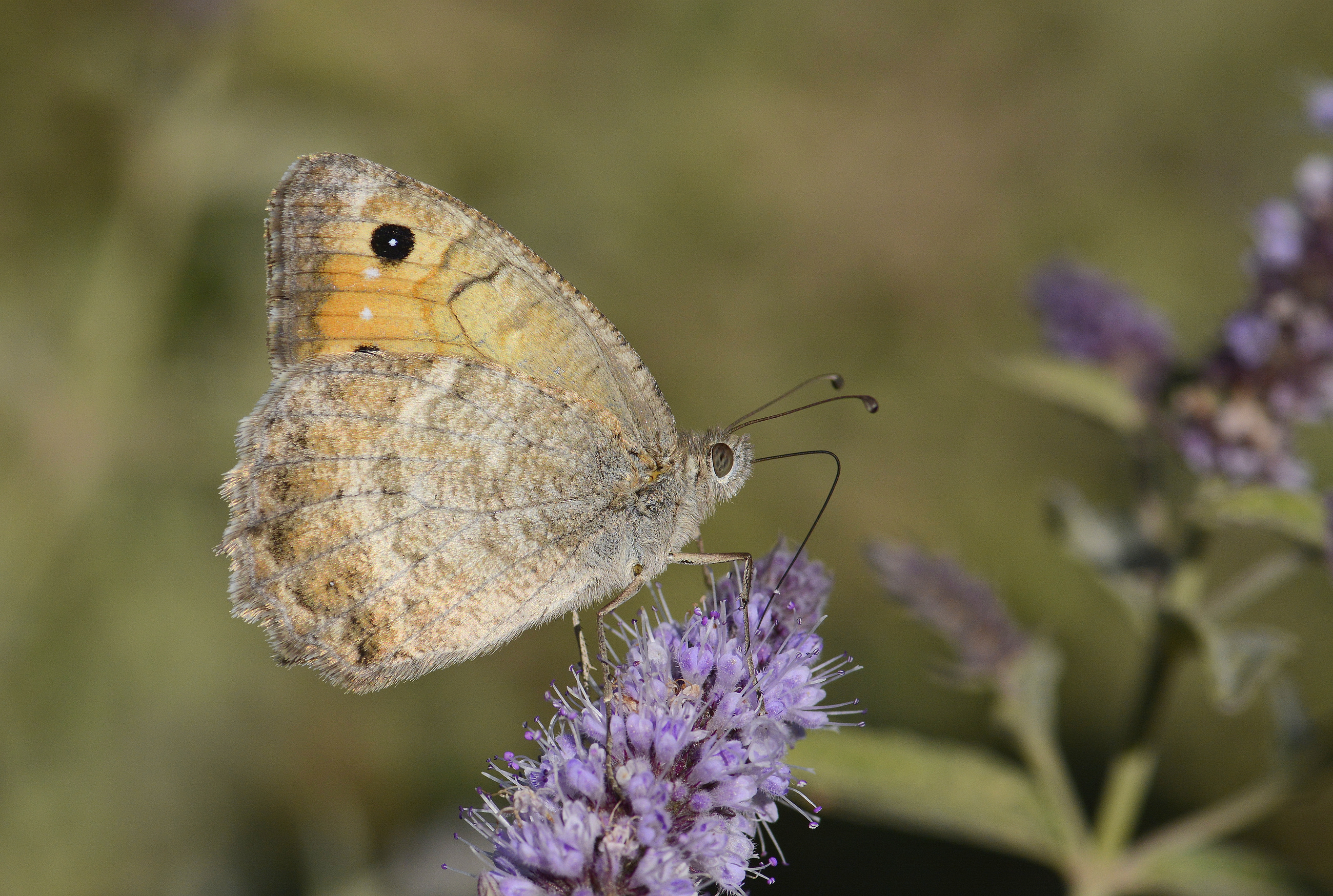 Pseudochazara mniszechii (Step Yalancıcadısı) butterfly photo