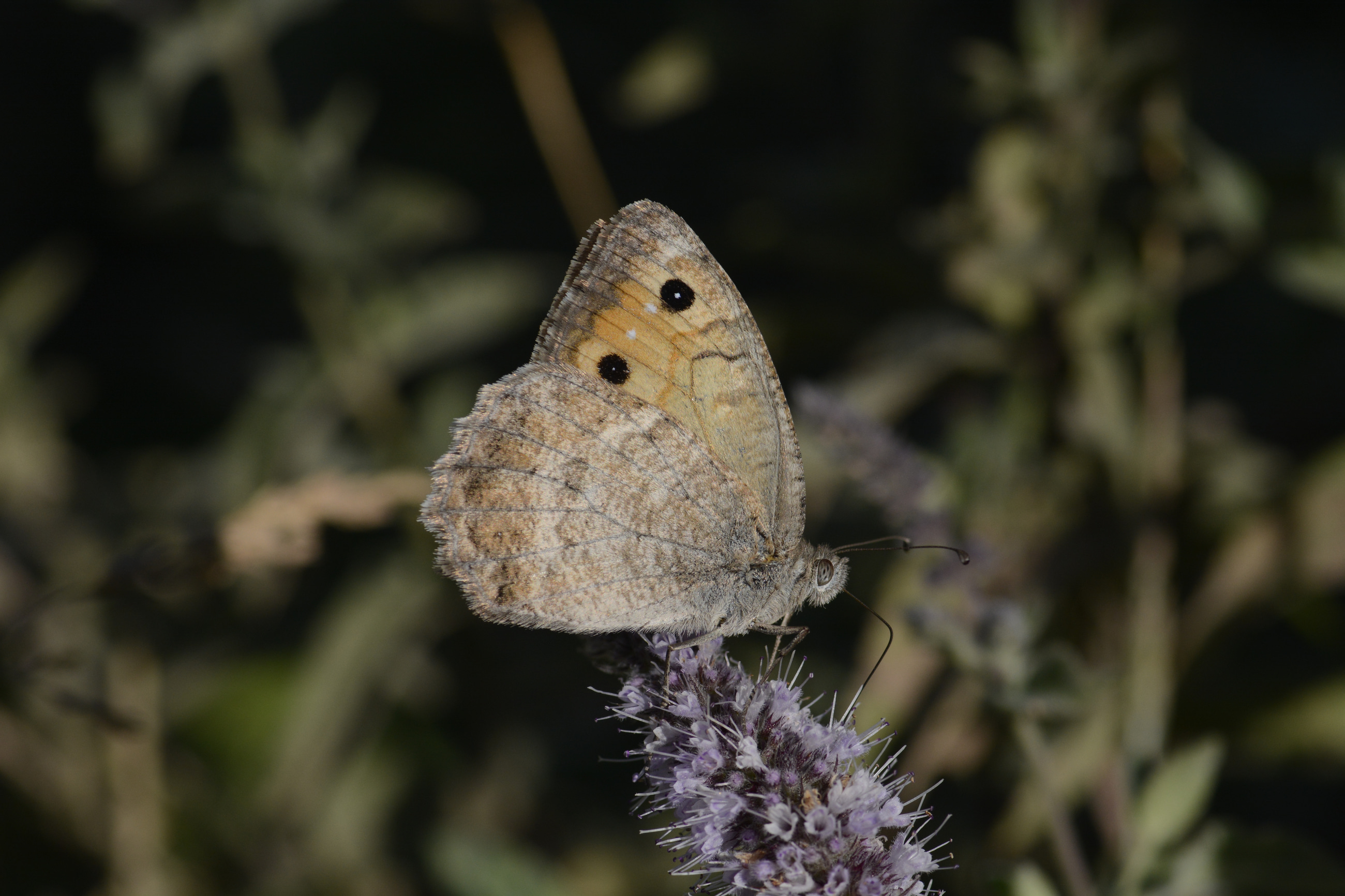 Pseudochazara mniszechii (Step Yalancıcadısı) butterfly photo