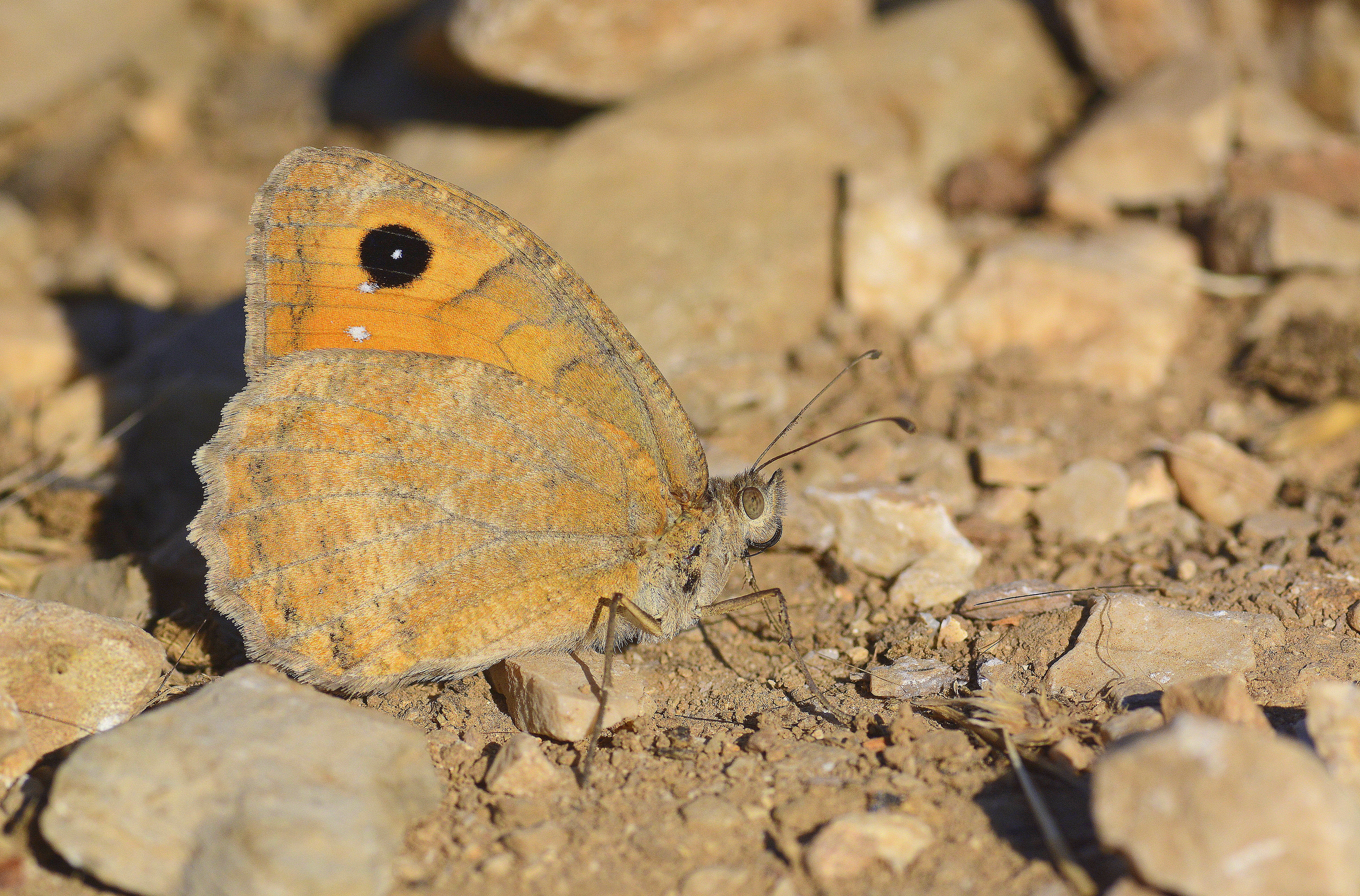 Pseudochazara mniszechii (Step Yalancıcadısı) butterfly photo