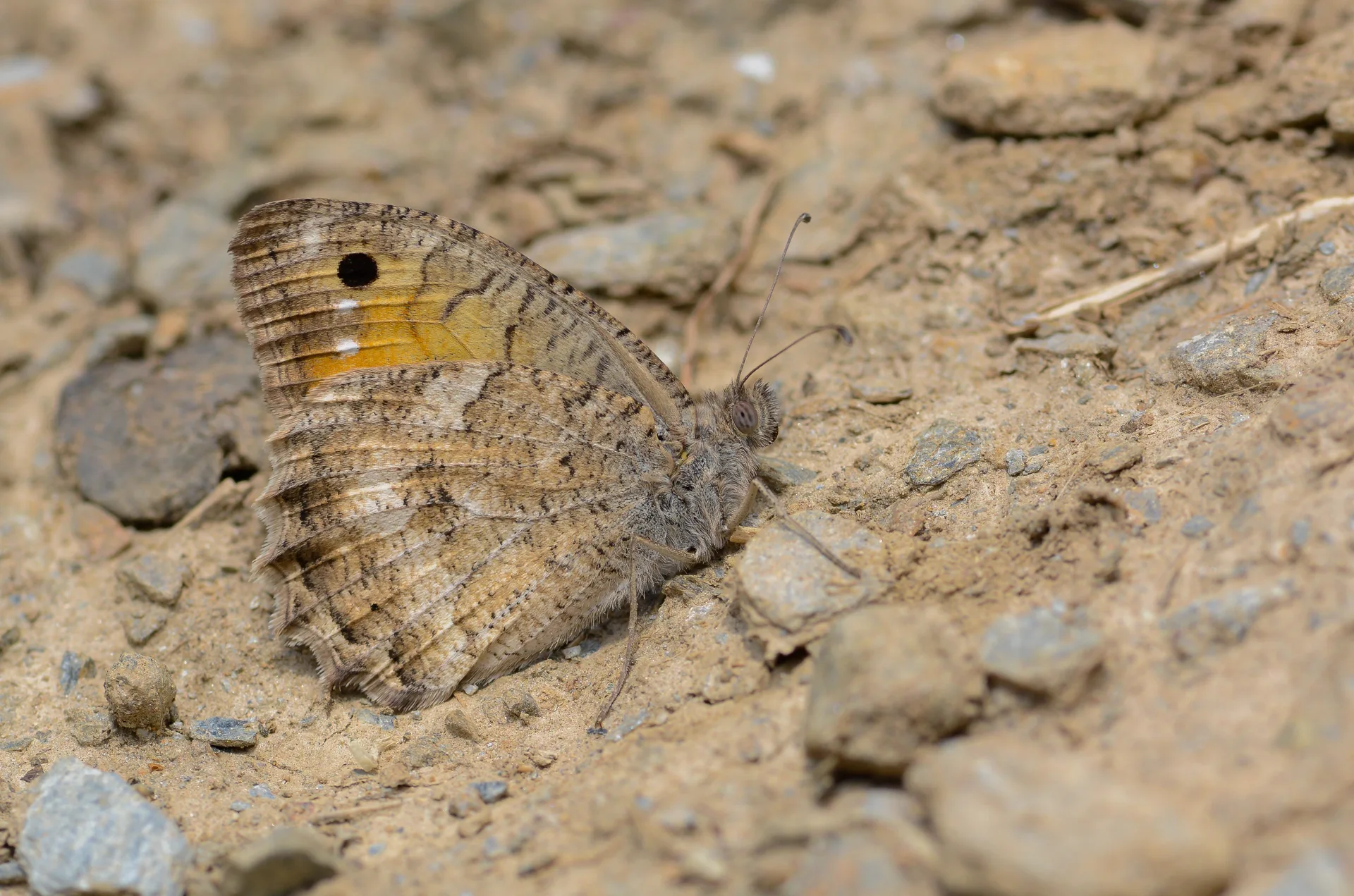 Pseudochazara pelopea (Levantin Yalancıcadısı) butterfly photo
