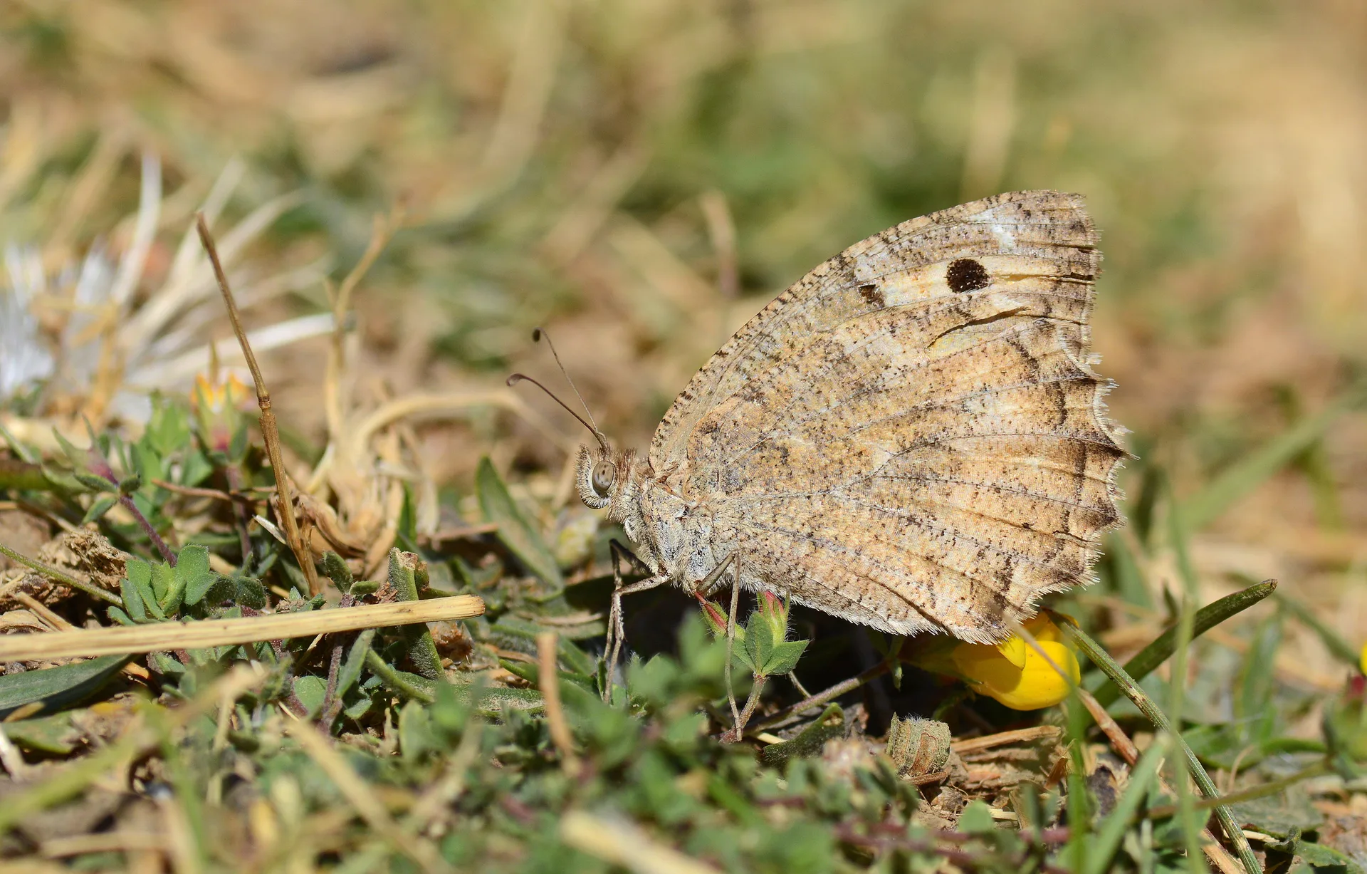 Pseudochazara pelopea (Levantin YalancÄ±cadÄ±sÄ±) butterfly photo