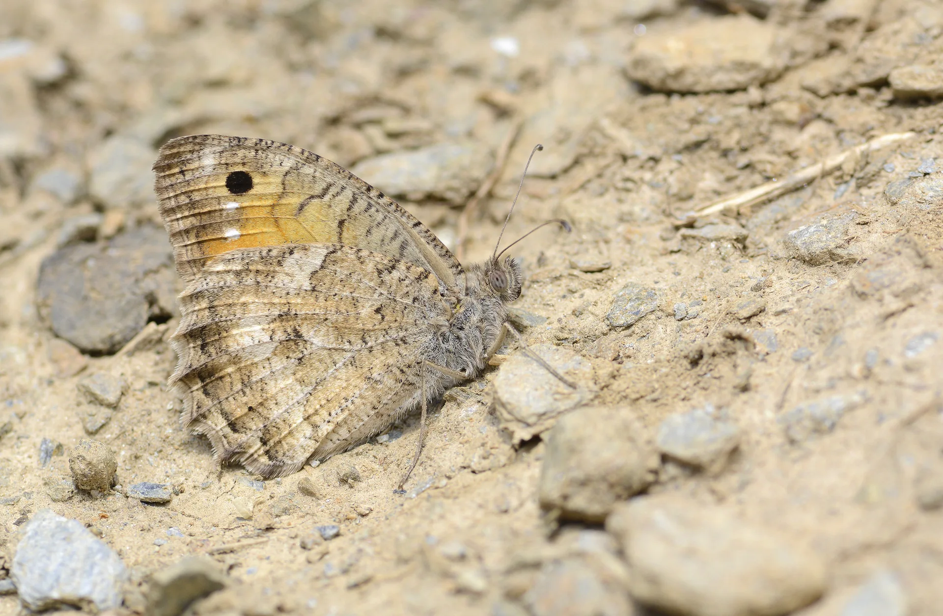 Pseudochazara pelopea (Levantin YalancÄ±cadÄ±sÄ±) butterfly photo
